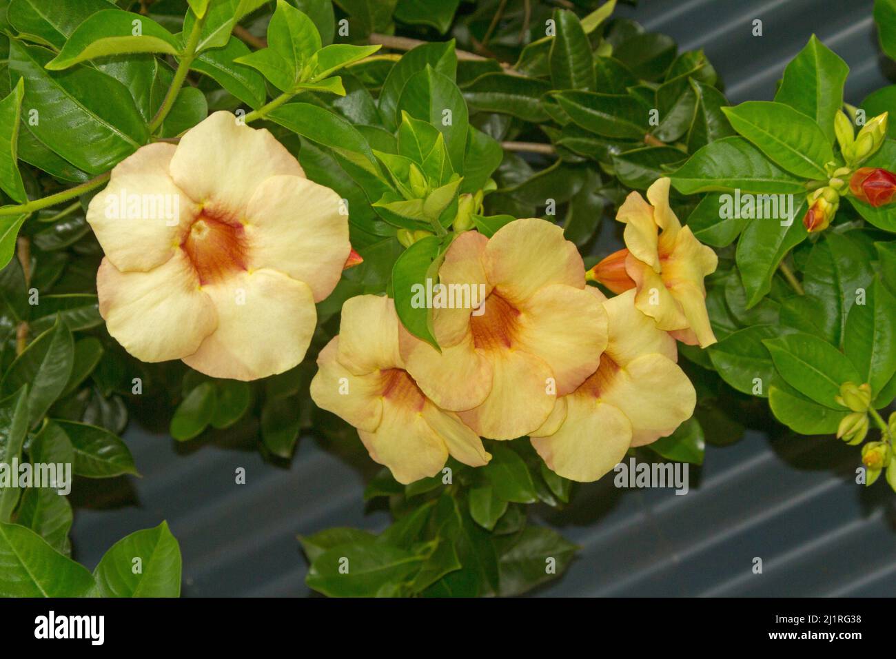 Gruppo di bellissimi fiori gialli di albicocca e foglie verdi brillanti di insolita pianta da arrampicata Allamanda catartica 'Tramonto giamaicano' Foto Stock