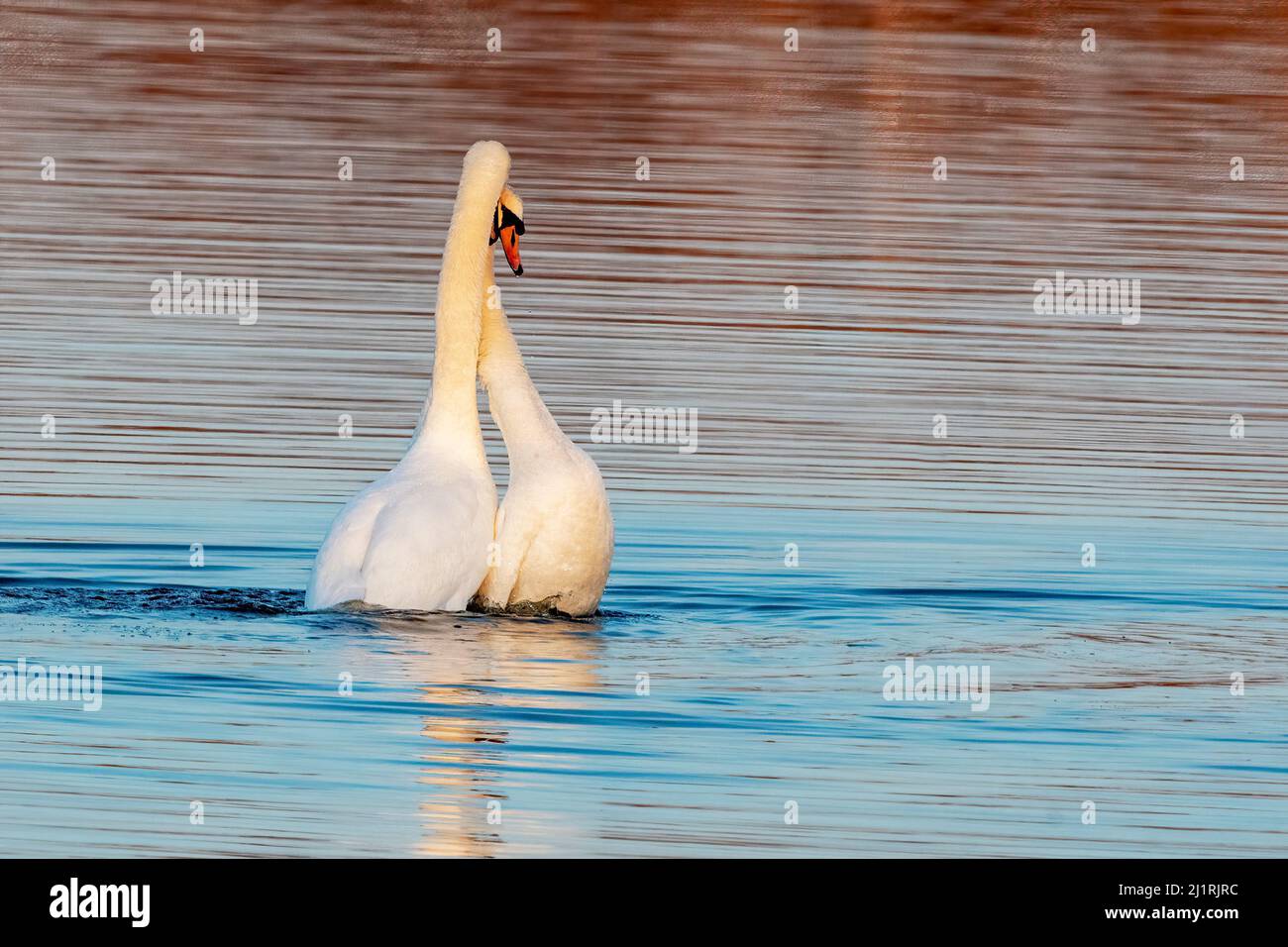 Mute Swan (Cygnus olor) comportamento corteggiamento nelle prime luci del mattino Foto Stock