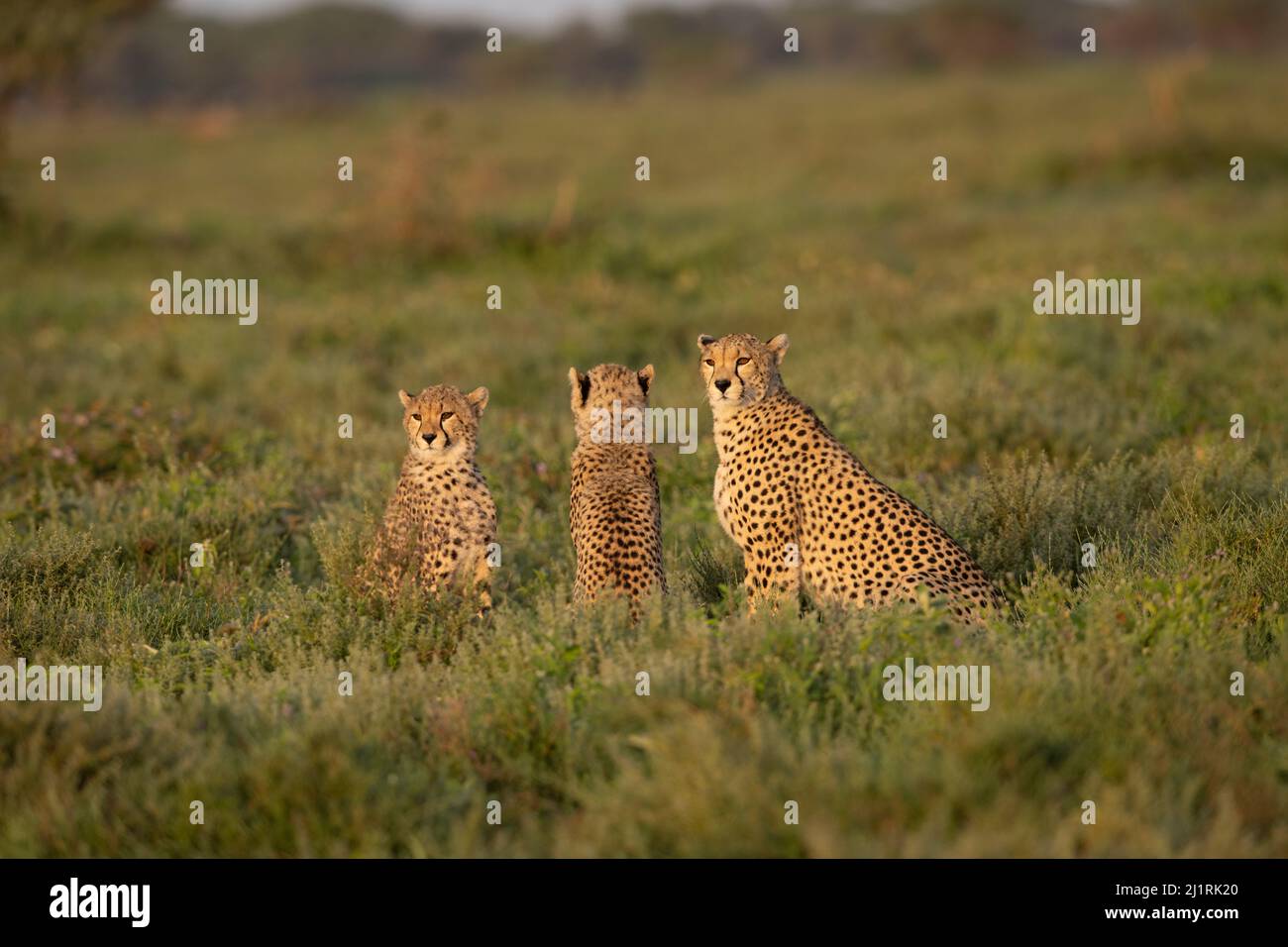 Famiglia Cheetah, Tanzania Foto Stock