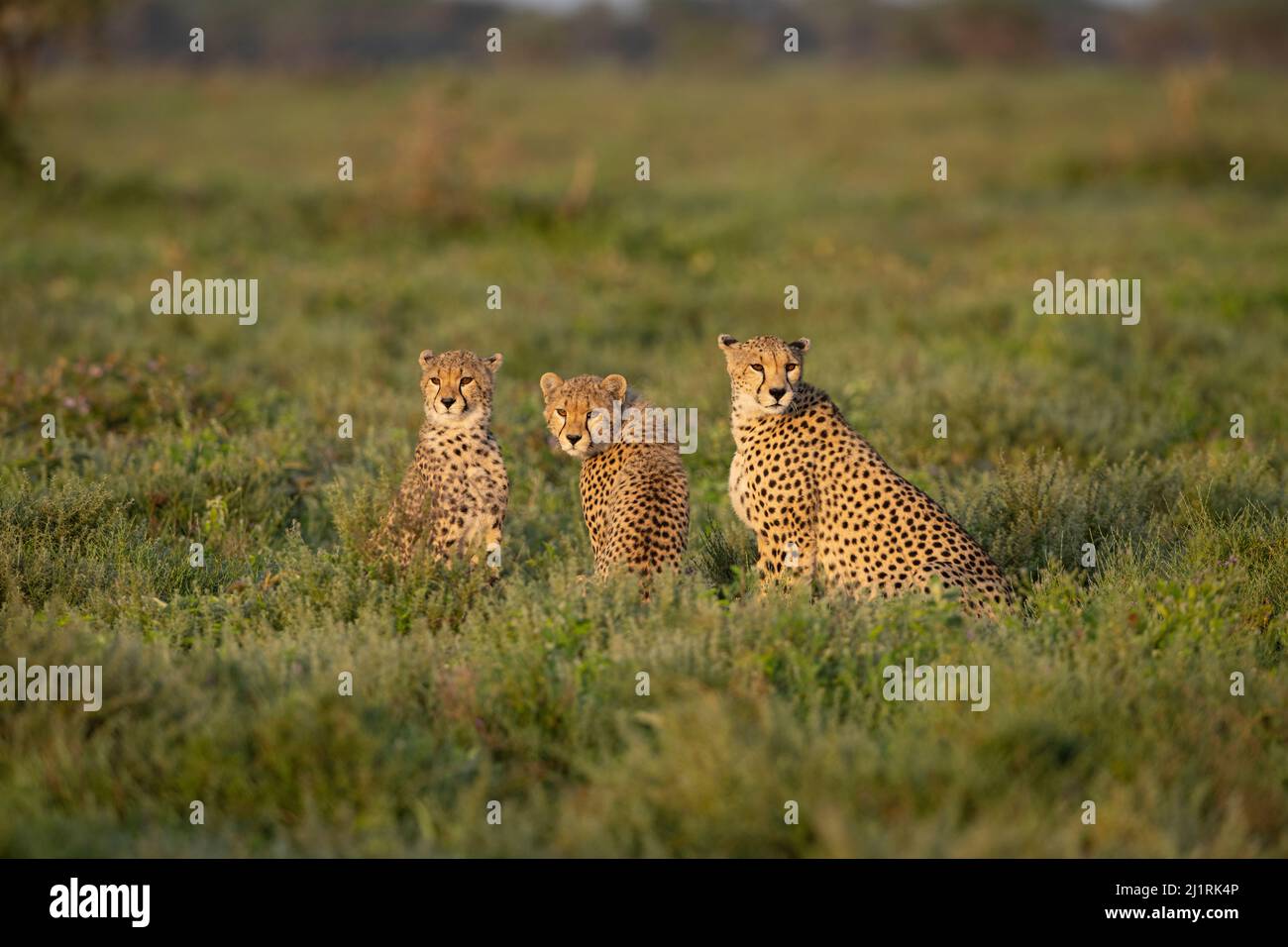 Famiglia Cheetah, Tanzania Foto Stock