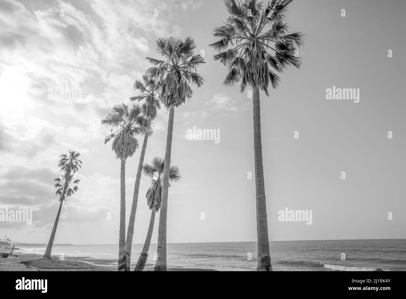 Palme a Doheny state Beach. Dana Point, California, Stati Uniti. Foto Stock
