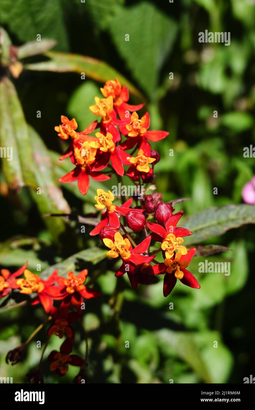 Pianta tropicale dell'erba del latte i fiori di currasavica di Asclepias sono una pianta favorita dell'erba del latte sia dei monarchi che delle altre farfalle. California Stati Uniti Foto Stock