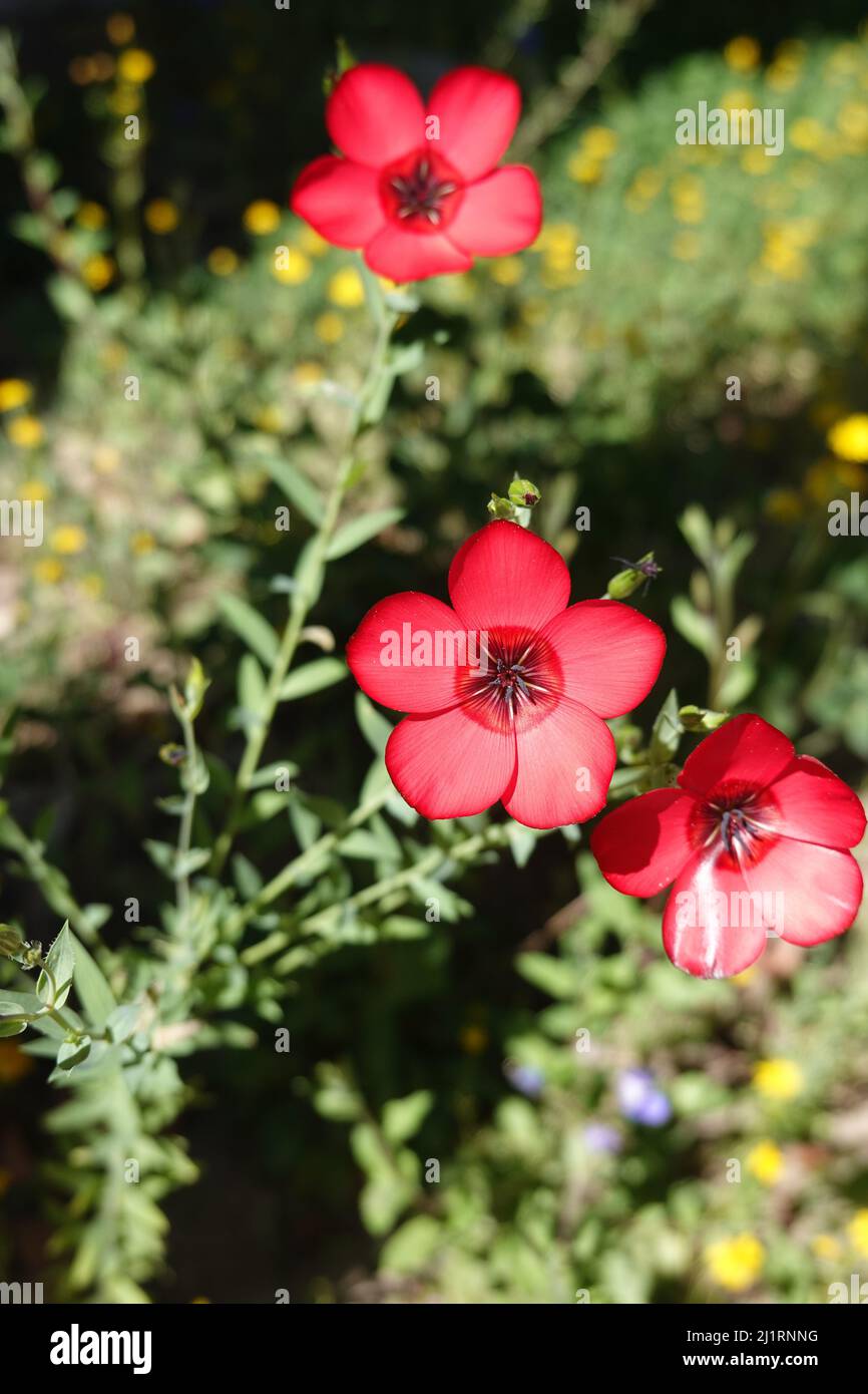 Linum grandiflorum . comunemente noto come lino fiorente, lino rosso, lino scarlatto, o lino cremisi. California meridionale fiori selvatici che crescono in un giardino di casa Foto Stock