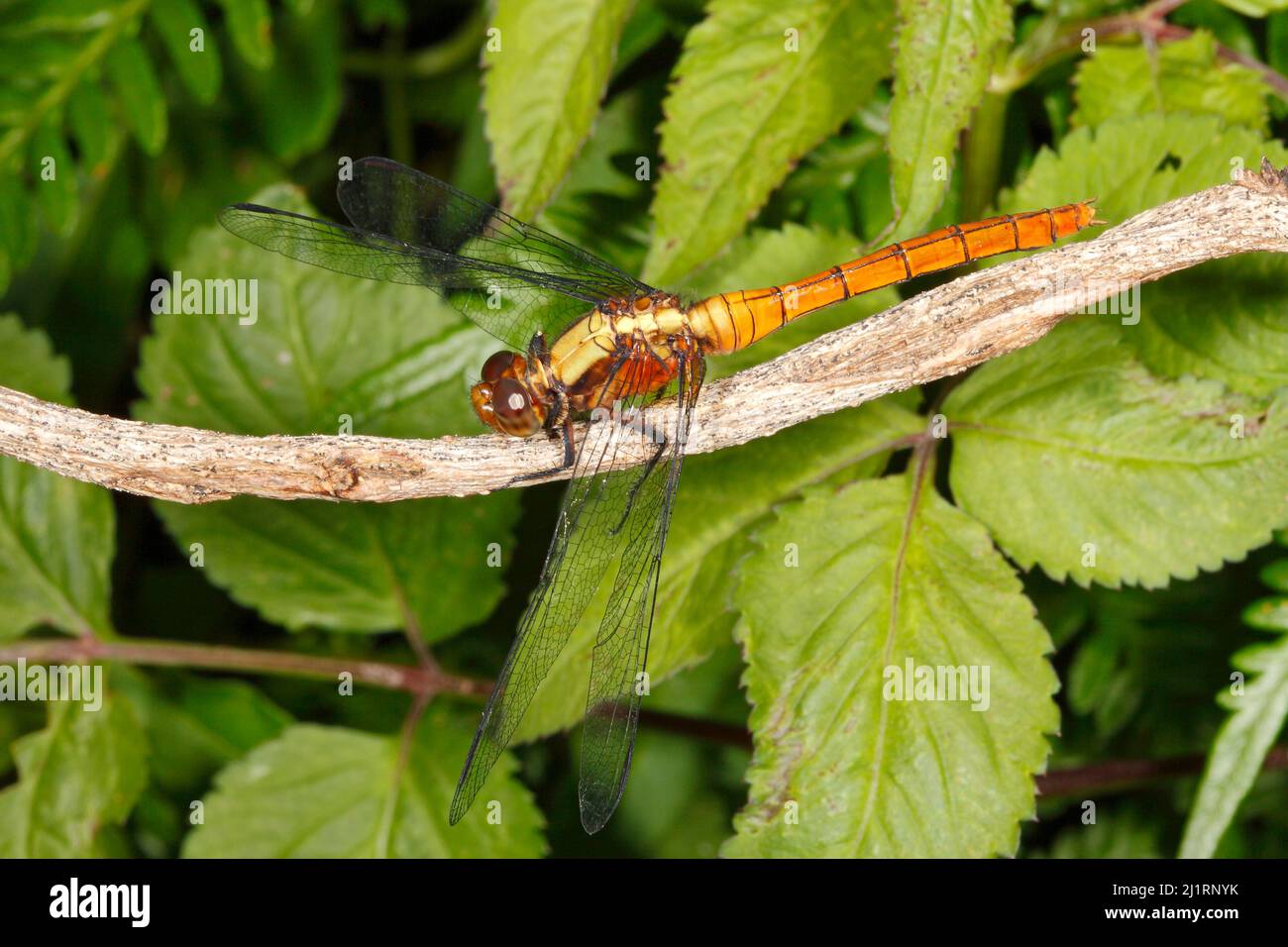 Fiery Skimmer Dragonfly, Orthetrum villosovittatum. Femmina. Coffs Harbour, New South Wales, Australia Foto Stock