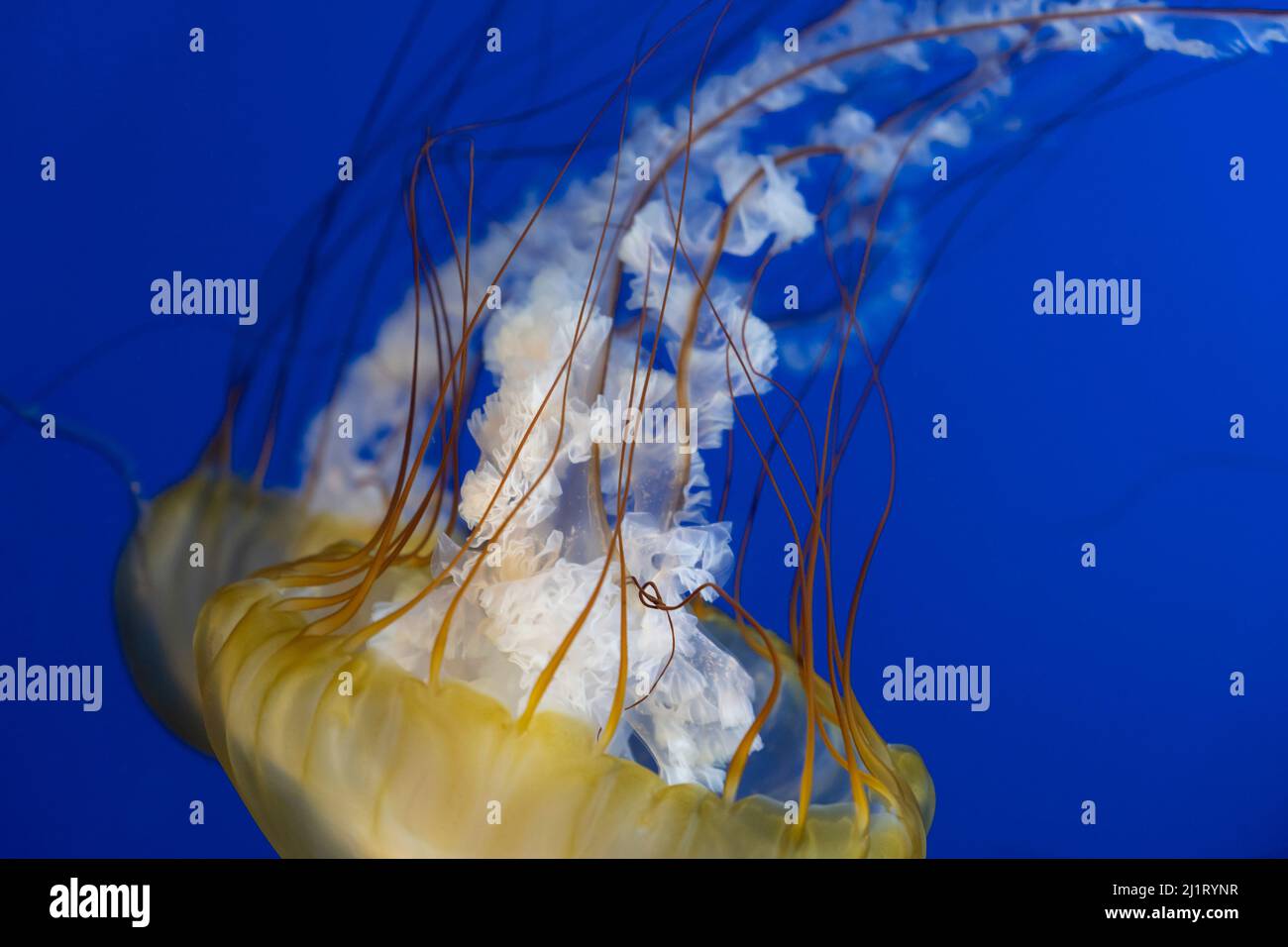 Tartarughe marine del Pacifico (Chrysaora fusescens) in mostra al Pacific Seas Aquarium nel Point Defiance Zoo & Aquarium a Tacoma, Washington. Foto Stock