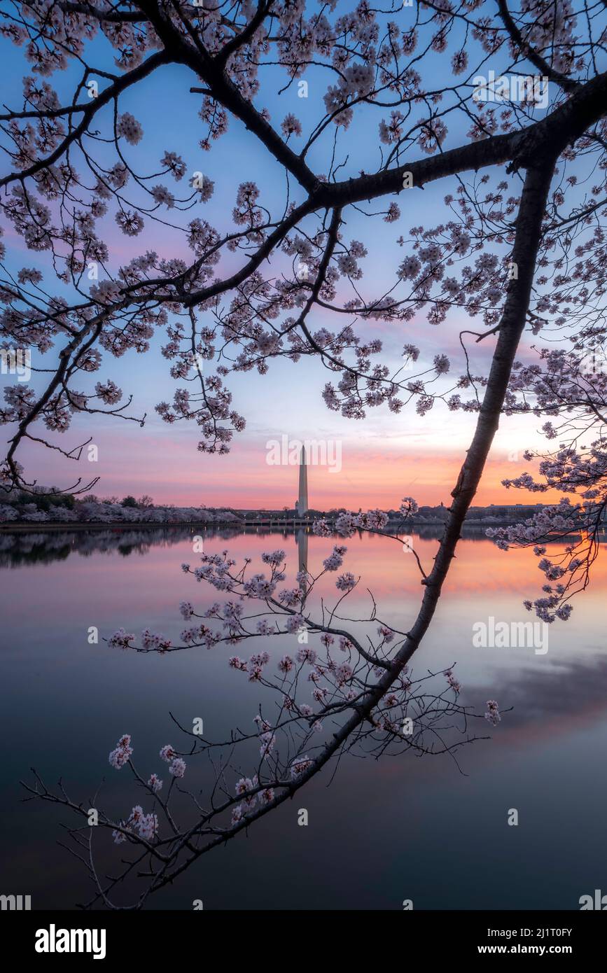 Dawn on the Tidal Basin a Washington DC, come la fioritura primaverile dei Cherry Blossoms incornicia il Washington Monument poco prima dell'alba. Foto Stock