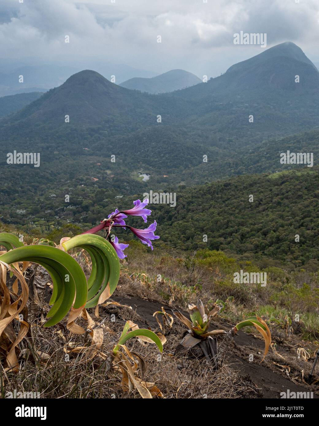 Coda di gallo, Worsleya rayneri, un fiore di Amaryllis endemico della Foresta Atlantica del Brasile Foto Stock