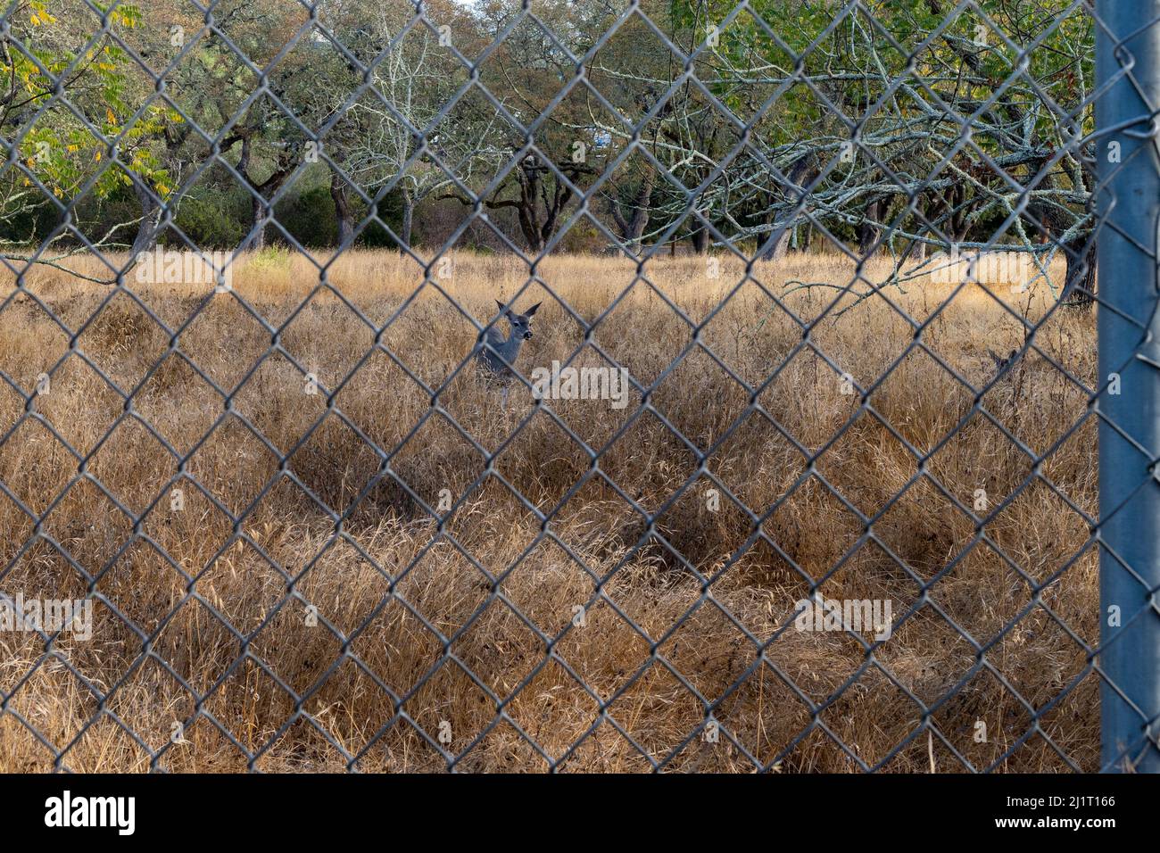 Cervi dietro la recinzione presso il parco naturale Skyline, un gioiello nascosto e un campeggio RV nel cuore della Napa Valley Foto Stock