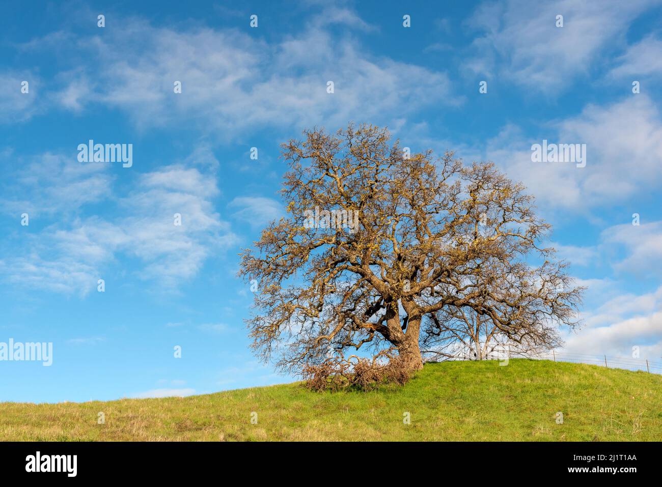 Oak Tree al Lagoon Valley Park a Vacaville, California, USA, con il chaparral in inverno con erba verde e nuvole Foto Stock