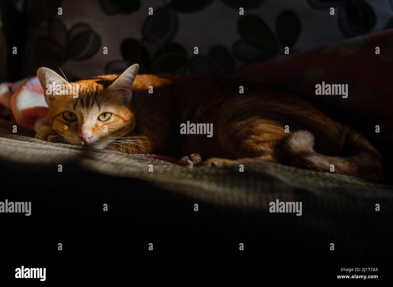 Gatto domestico maschile rilassandosi sul divano e guardando la macchina fotografica con ombra e luce dal sole al mattino. Foto Stock