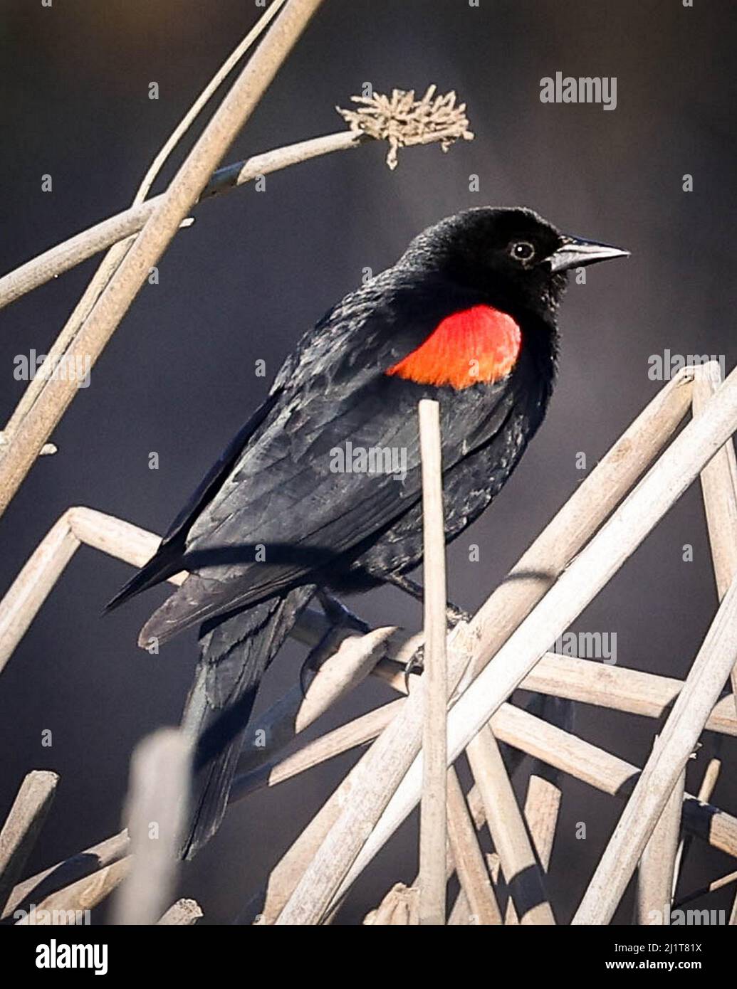 Grizzly Island Rd, Suisun City, CA, 27th marzo 2022: L'uccello nero dalle alette rosse è un uccello passerino della famiglia degli Icteridae trovato nella maggior parte del Nord America e in gran parte dell'America Centrale. Wikipedia Nome scientifico: Agelaius phoeniceus taglia: Circa 9 pollici chesapeakebay.net Famiglia: Icteridae Ordine: Passeriformes Phylum: Chordata Regno: Animalia: Seshadri SUKUMAR Foto Stock