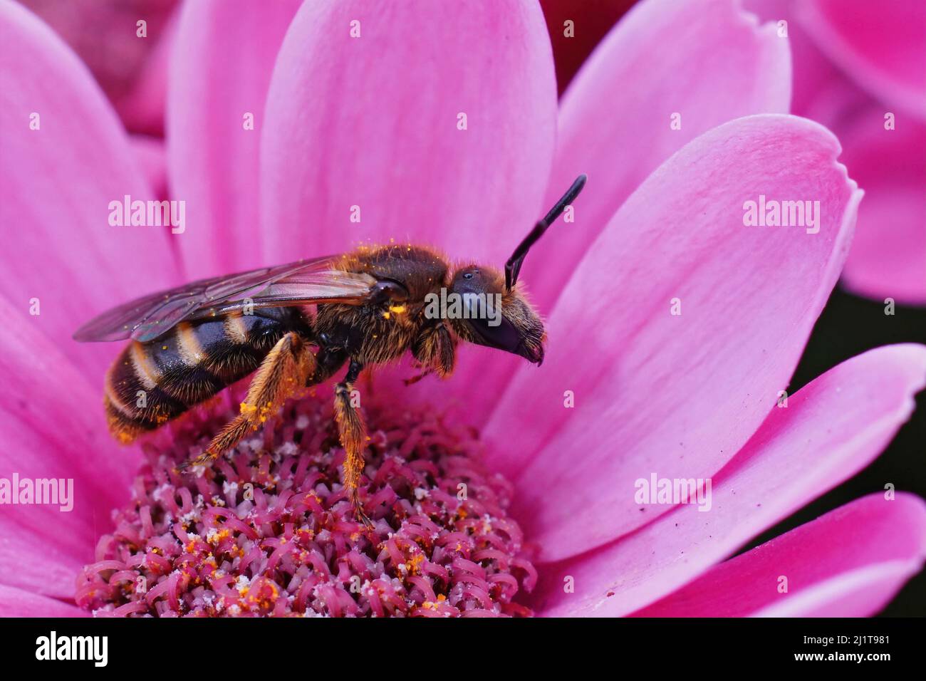 Primo piano su un'ape femminile comune solco, Lasioglossum calceatum, seduto su un fiore viola in giardino Foto Stock