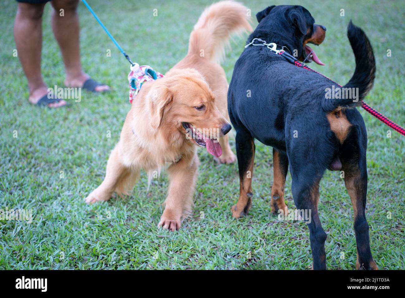 Golden Retriever incontro Rottweiler cane in un parco. Concetto di socializzazione del cane. Foto Stock