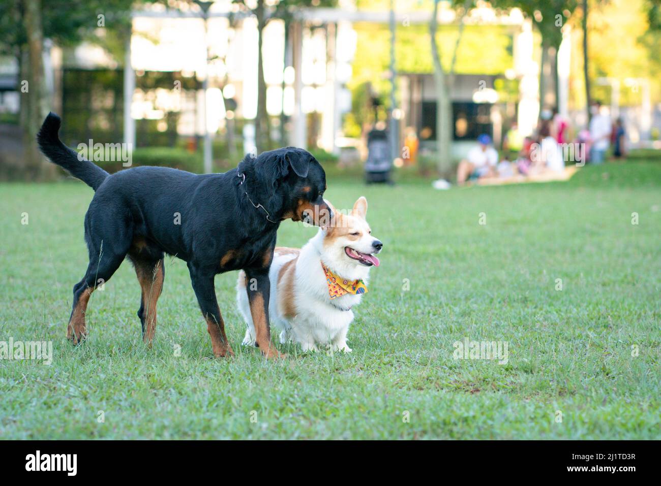 Rottweiler e Corgi cane con persone sfocate nel parco. Concetto di socializzazione del cane o estate. Foto Stock