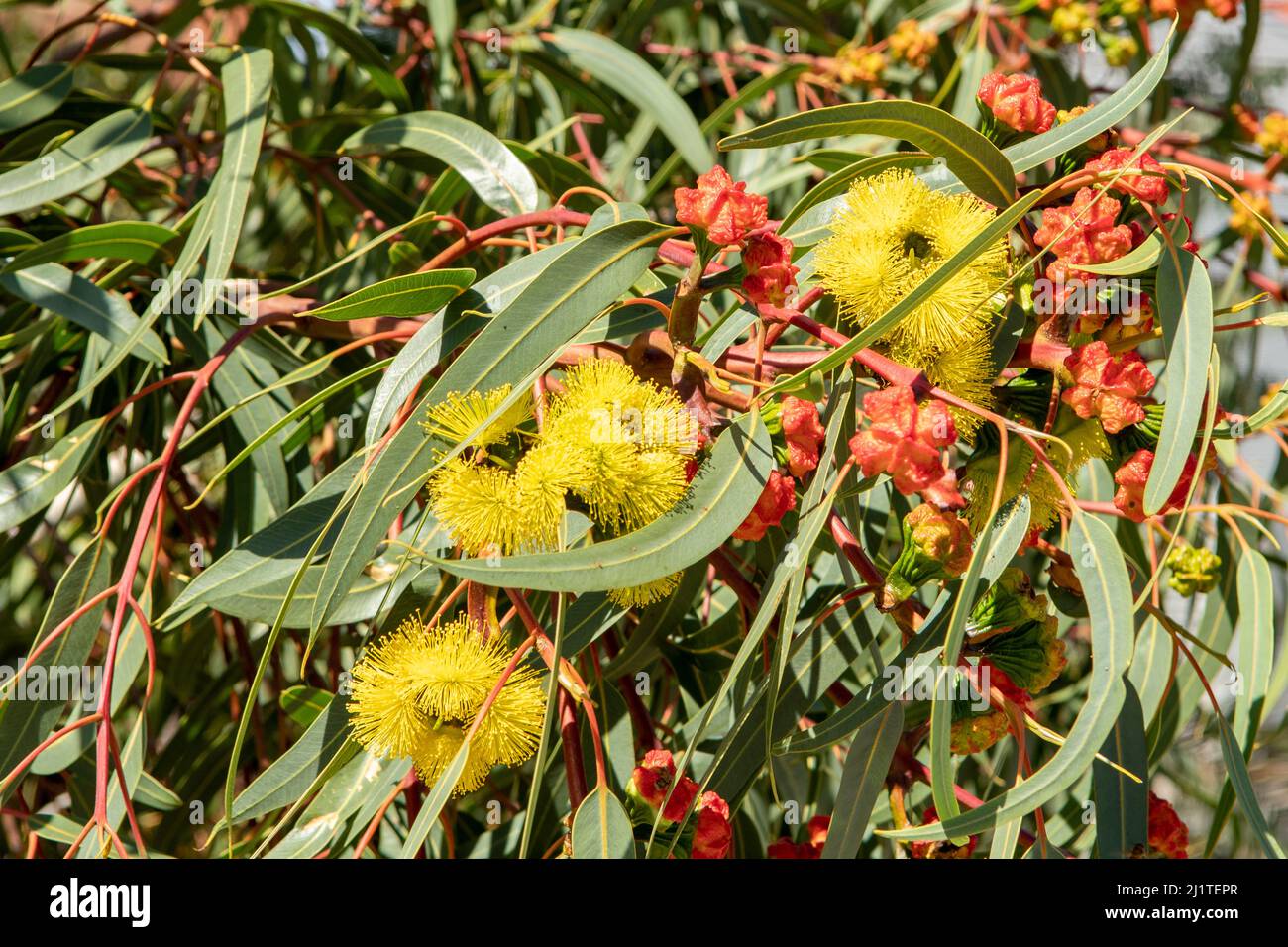 Eucalipto eritrocorys, Illyarrie Tree - Red Cap Gum Foto Stock