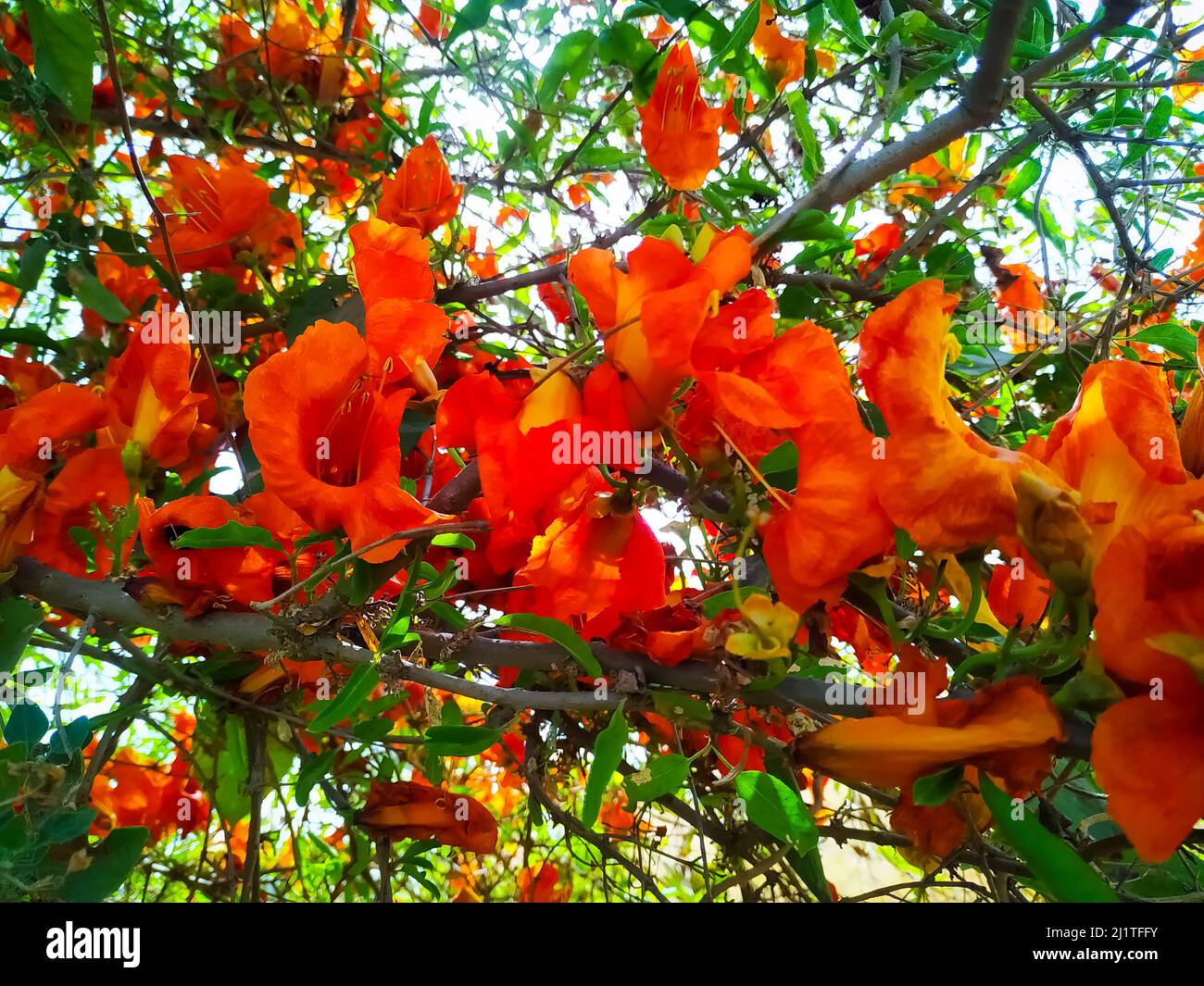 Bella tecomilla undulata fiori con ramo e foglie nella stagione estiva Foto Stock