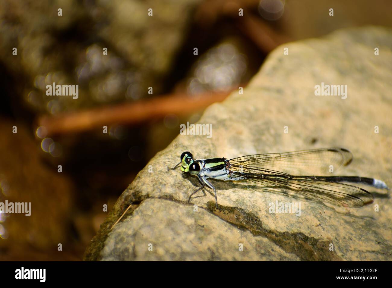 Splendida damselfly seduta su roccia. ( anisopleura lestoides ) maschio Foto Stock