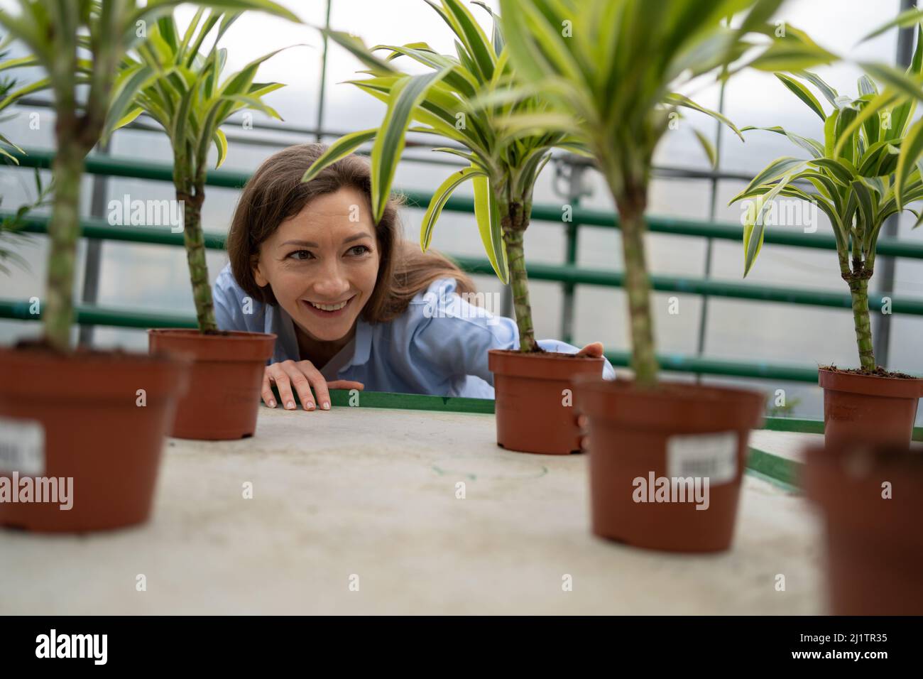 sorridendo giovane donna che acquista in un negozio di fiori e sceglie le piante di casa. seleziona una dracaena su uno scaffale nella serra. Foto Stock