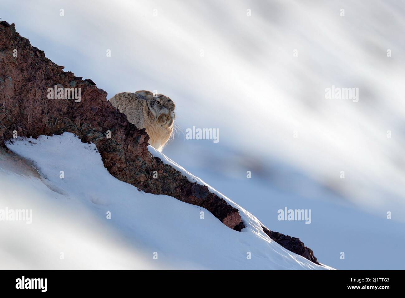 Lepre vagamente, Lepus oiostolus, nell'habitat naturale, condizioni invernali con neve. Lepre vagamente da Hemis NP, Ladakh, India. Animale nel mou Himalaya Foto Stock