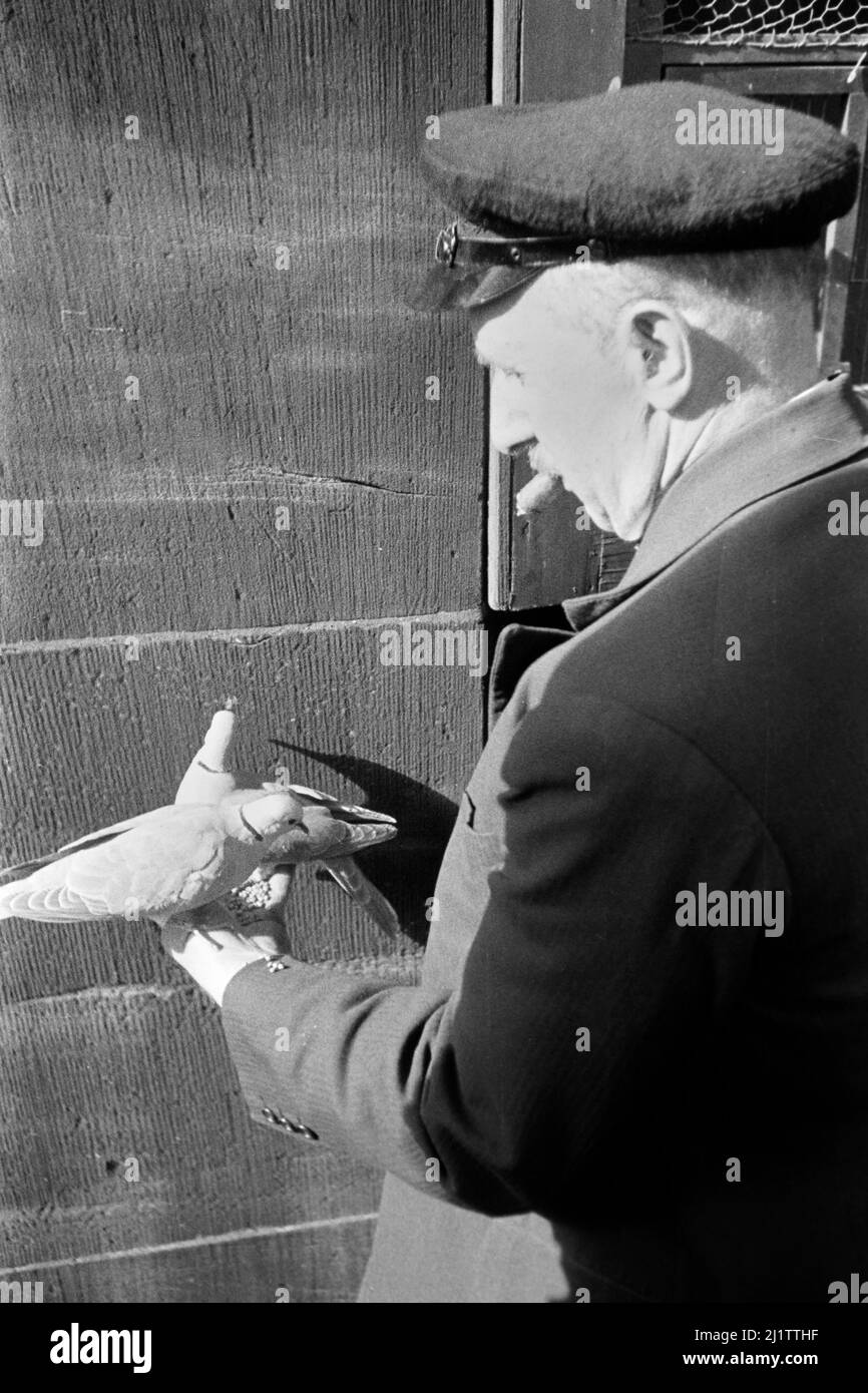 Mann mit Zigarre füttert Tauben in der Altstadt von Frankfurt am Main, späte 1930er Jahre. L'uomo fumatore di sigari nutre piccioni nella città vecchia di Francoforte sul meno, fine 1930s. Foto Stock