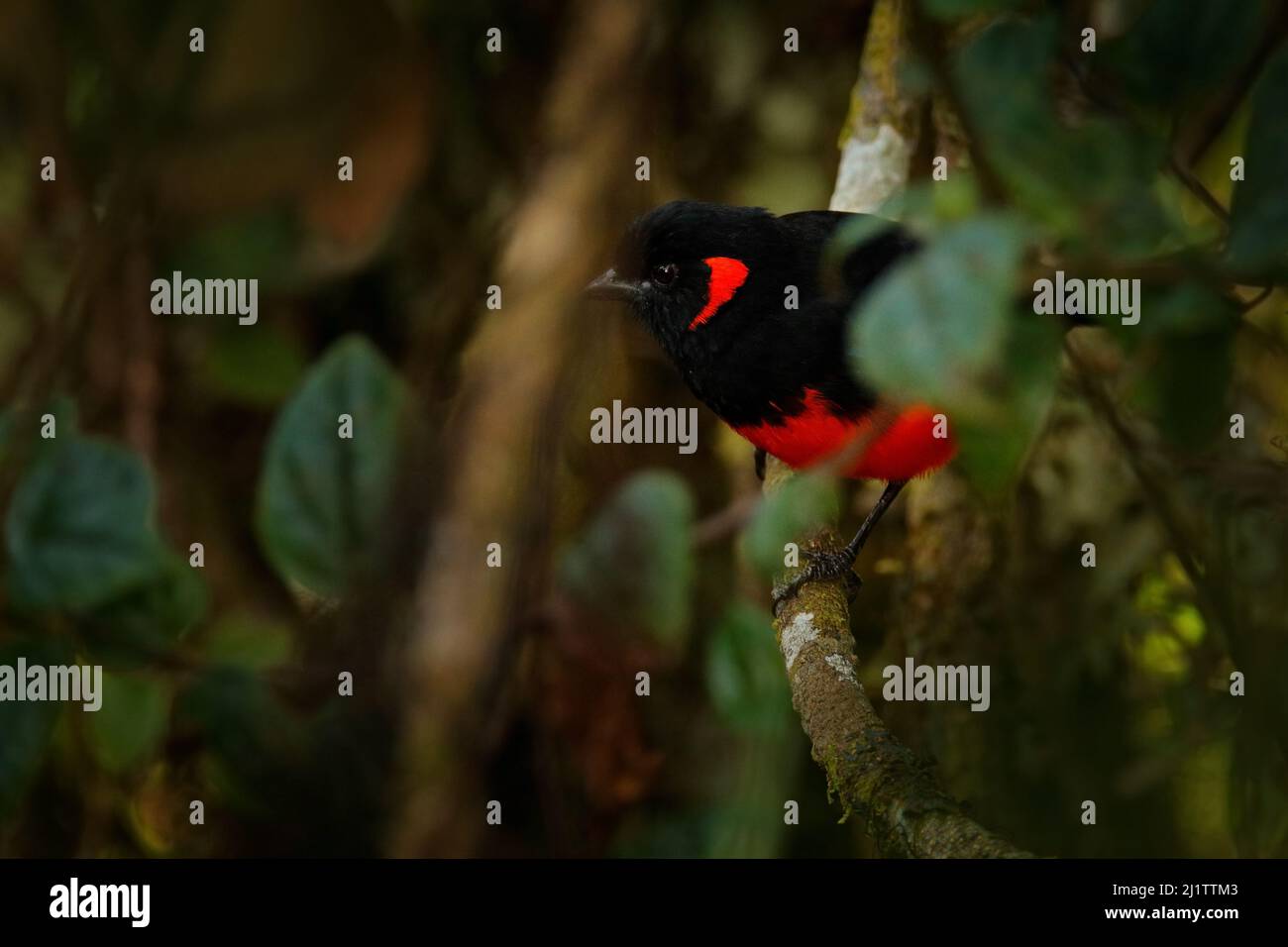 Tanager montano decorato con scarlatto, Anisognathus igniventris, uccello di montagna nascosto nella vegetazione verde. Tanager nell'habitat naturale della foresta, Yanaco Foto Stock