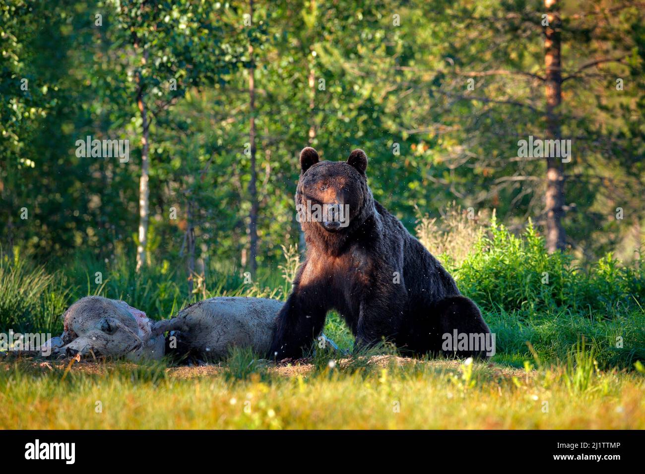 Orso con carcassa di suino selvatico. Alberi d'autunno con orso, ritratto del viso. Bell'orso bruno che cammina intorno al lago, colori autunnali, fauna selvatica della Romania. Foto Stock