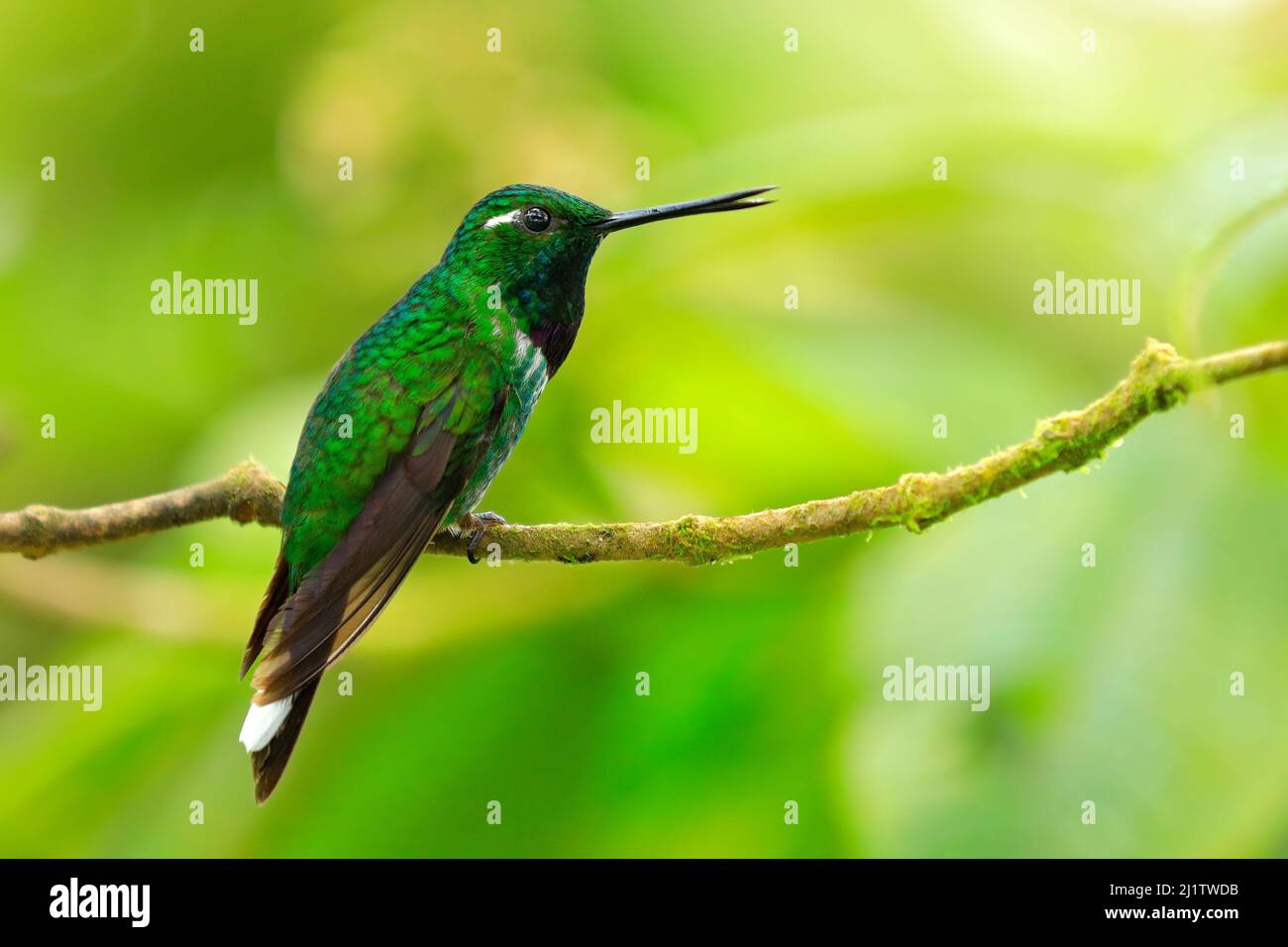 Punta bianca viola-bibbed, Urostitte benjamini, colibrì verde nella foresta verde, originaria della Colombia e dell'Ecuador. Whitetip seduto sul ramo. BI Foto Stock