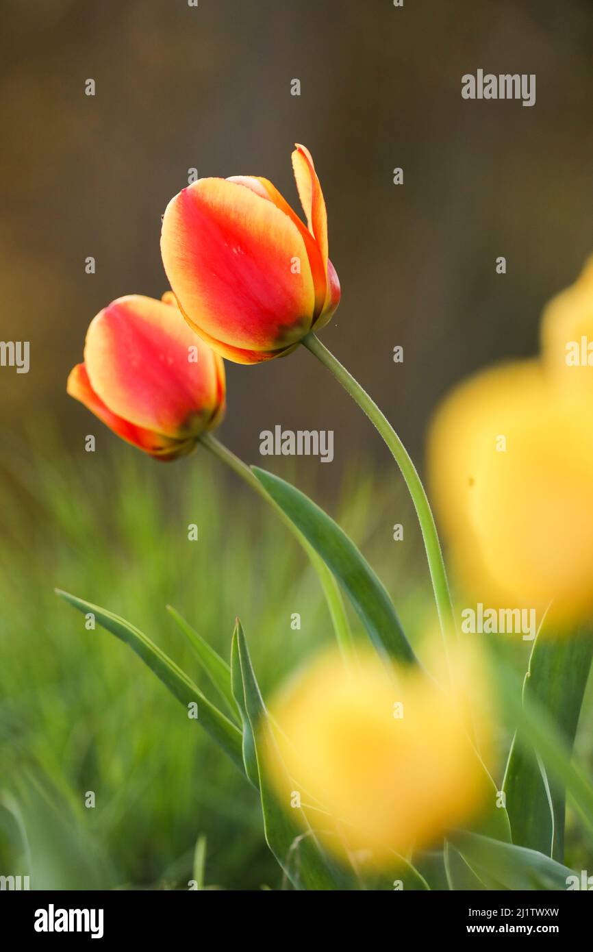 Un'inquadratura superficiale verticale di tulipani rossi e gialli nelle montagne Appalachiane Foto Stock