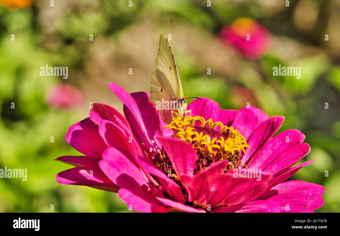 Farfalla su fiore rosa Zinnia con sfondo bokeh chiaro colorato sfocato. Farfalla di limone in dettaglio. Temi animali. Foto Stock