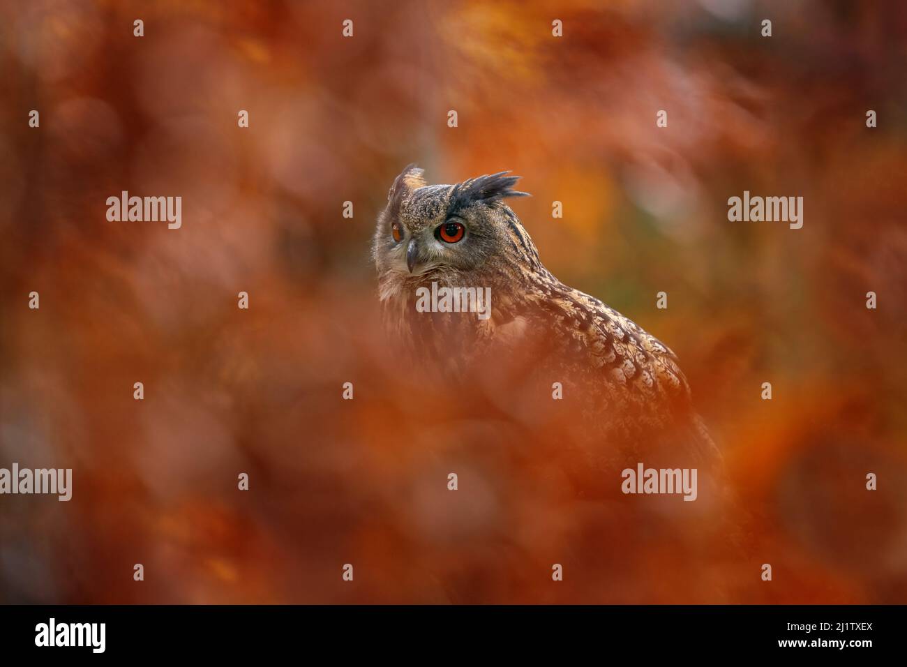 Fauna selvatica autunno. EAGLE Eurasian Owl, Bubo Bubo, seduto sul blocco di ceppo albero, foto di fauna selvatica nella foresta con colori arancio autunno, Germania. Bir Foto Stock