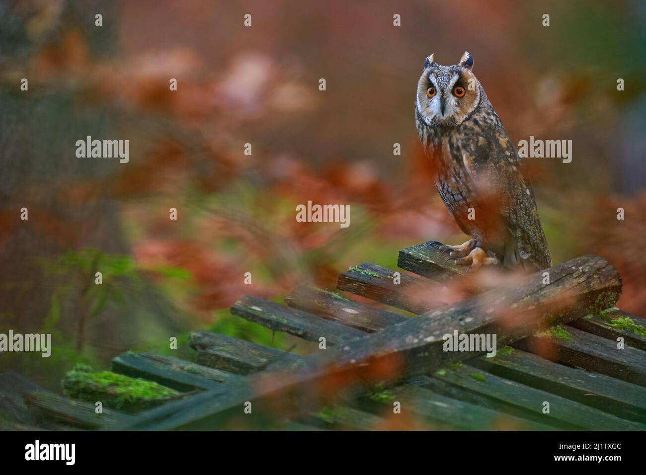 Fauna selvatica autunno, gufo in legno forestale recinto tagliato. Asio otus, Owl dalle orecchie lunghe, immerso nel verde della foresta di larici caduti durante le giornate buie Foto Stock