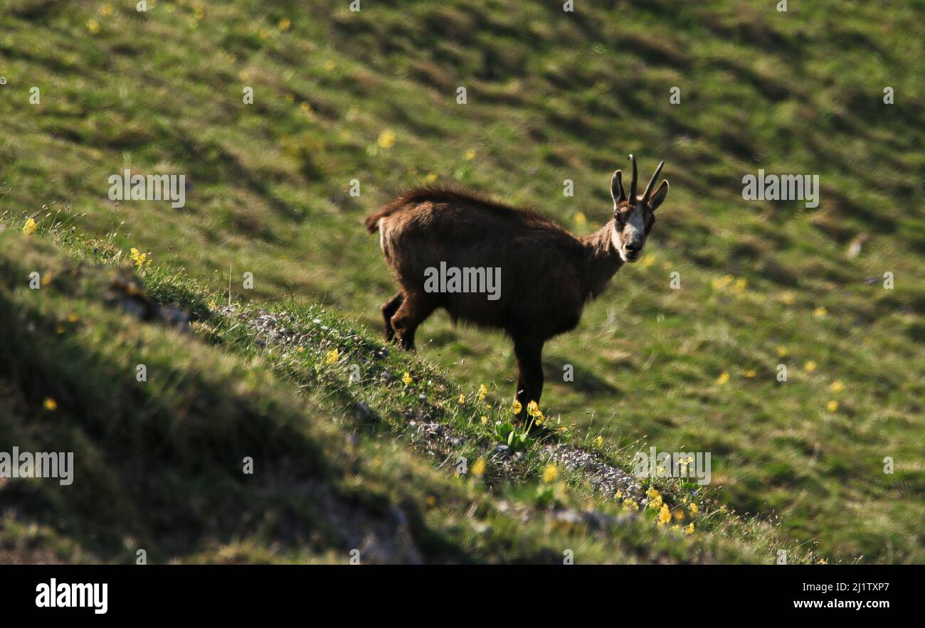 Capra di camoscio nelle Alpi bavaresi in primavera Foto Stock