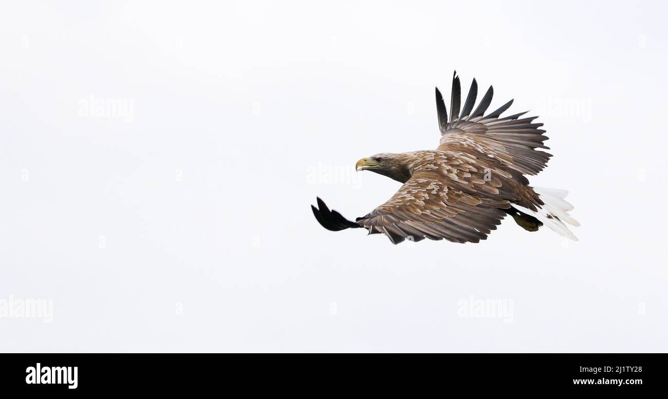 Sea Eagle in un giorno nuvoloso a Fjord Lofoten Island Foto Stock