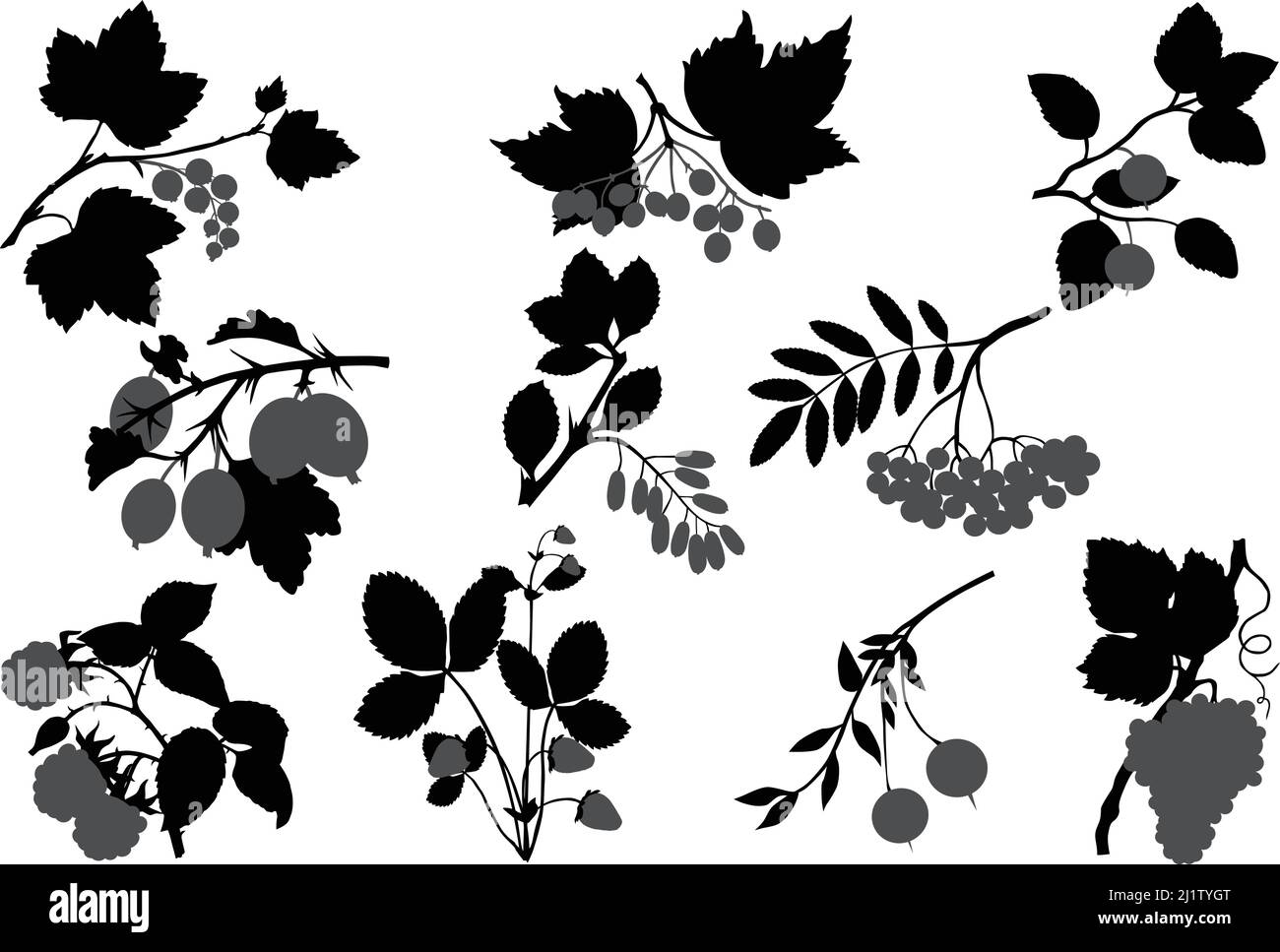 Collezione di sagome di diverse specie di bacche: Uva, olive, mirtillo, uva spina, fragola, mirtilli, mirtilli, mirtilli, mirtilli Illustrazione Vettoriale