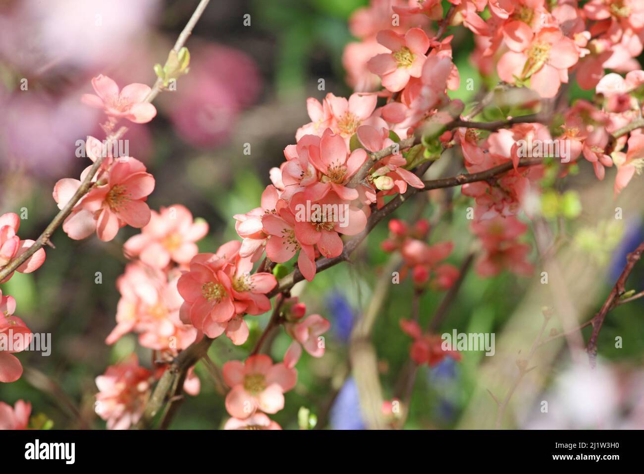 Chaenomeles Ôcoral seaÕ in fiore Foto Stock