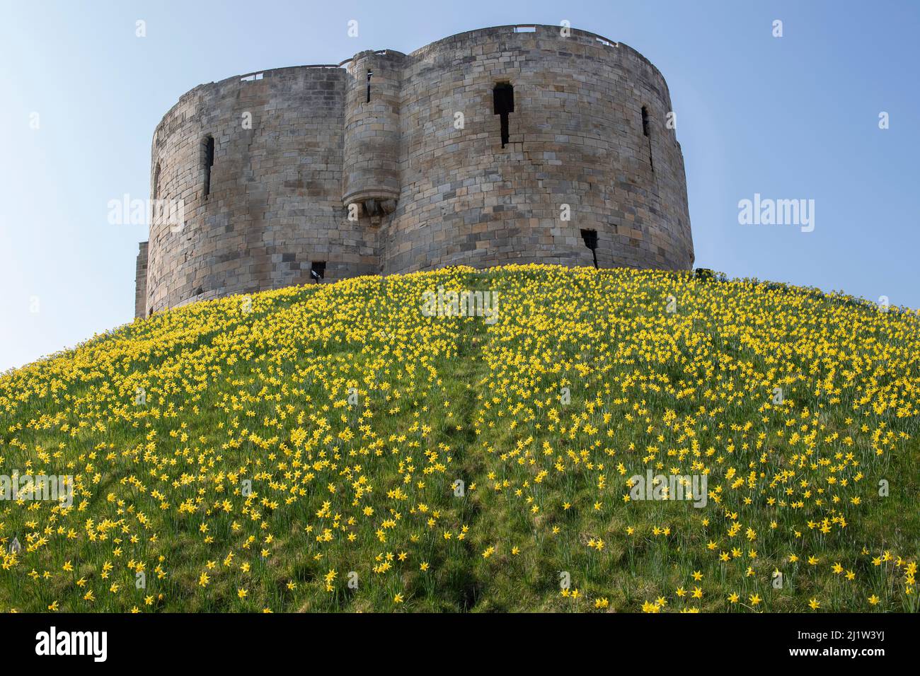Clifford's Tower (York Castle) a York circondato da Daffodils in primavera. Foto Stock