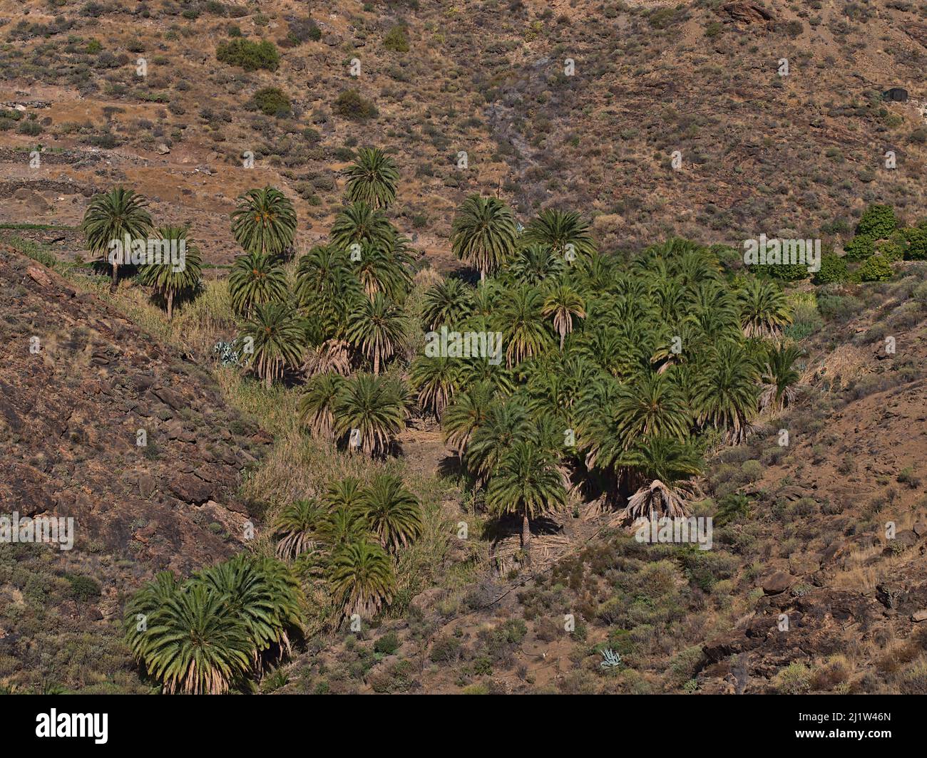 Bella vista di una piccola foresta di palme con verdi fronde in una valle nelle montagne occidentali di Gran Canaria, Isole Canarie, Spagna in giornata di sole. Foto Stock