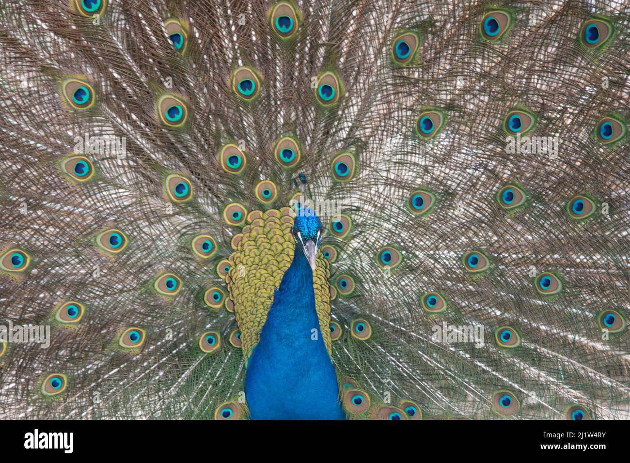 peacock in primavera con belle piume Foto Stock