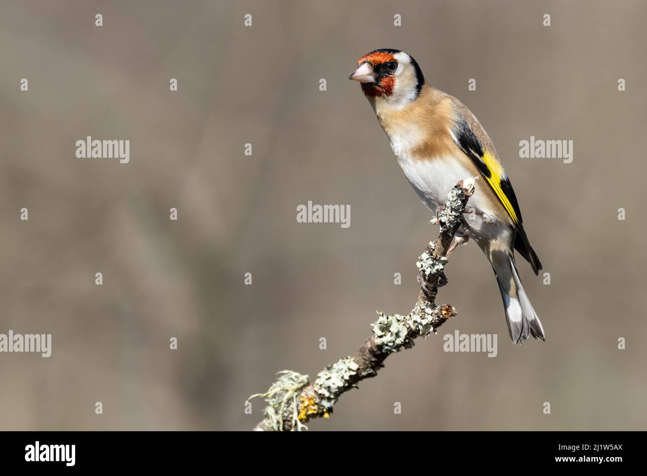 Goldfinch adulto (Carduelis carduelis) Foto Stock