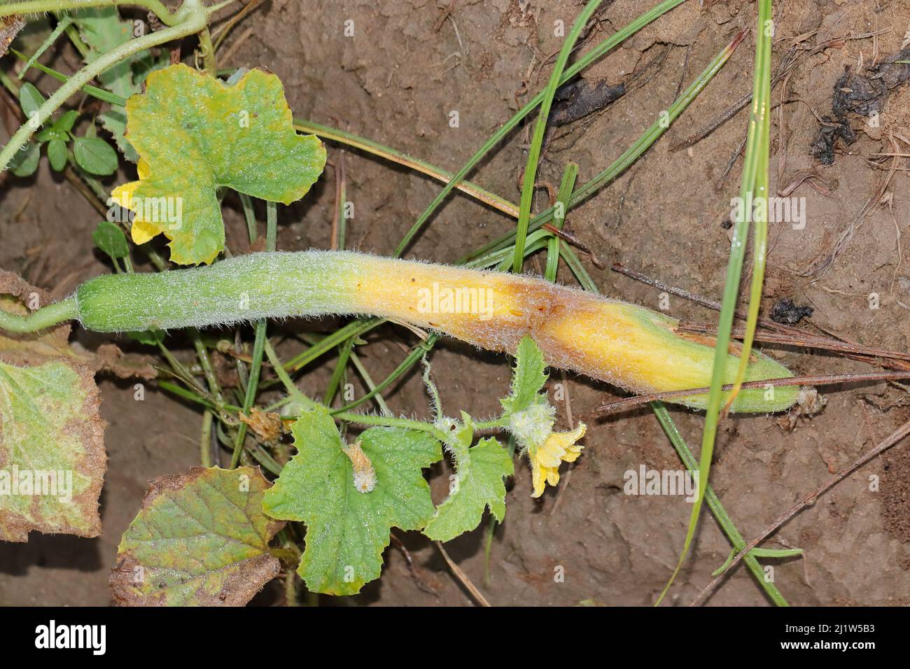Primo piano di Un cetriolo crudo verde ingiallito da un infestamento della mosca, rovinato e marcio Foto Stock