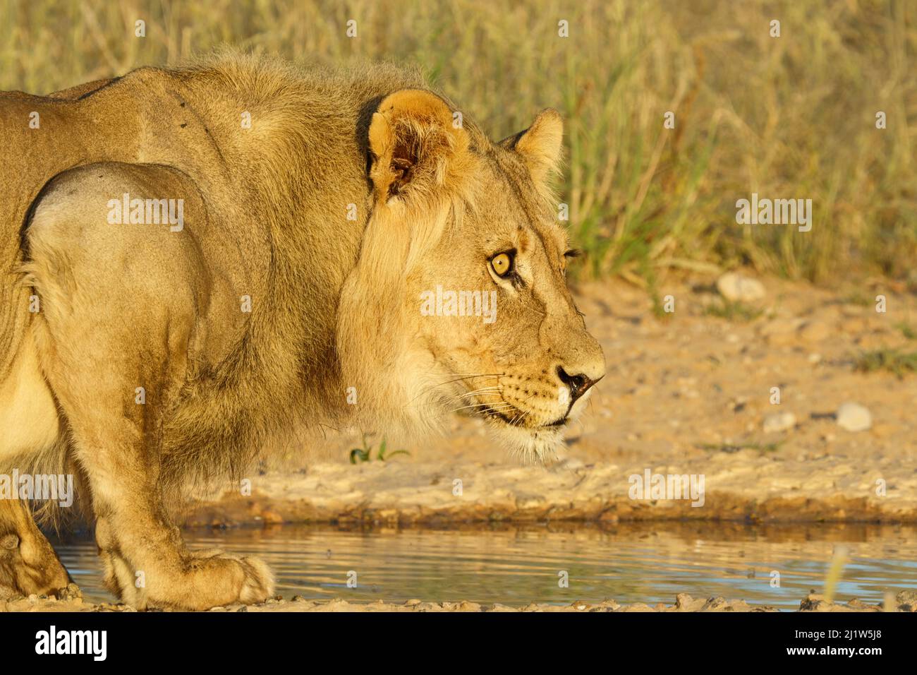 Leone (Panthera leo) appare intenso a destra. Kalahari, Kgalagadi Transfrontier Park, Sudafrica Foto Stock