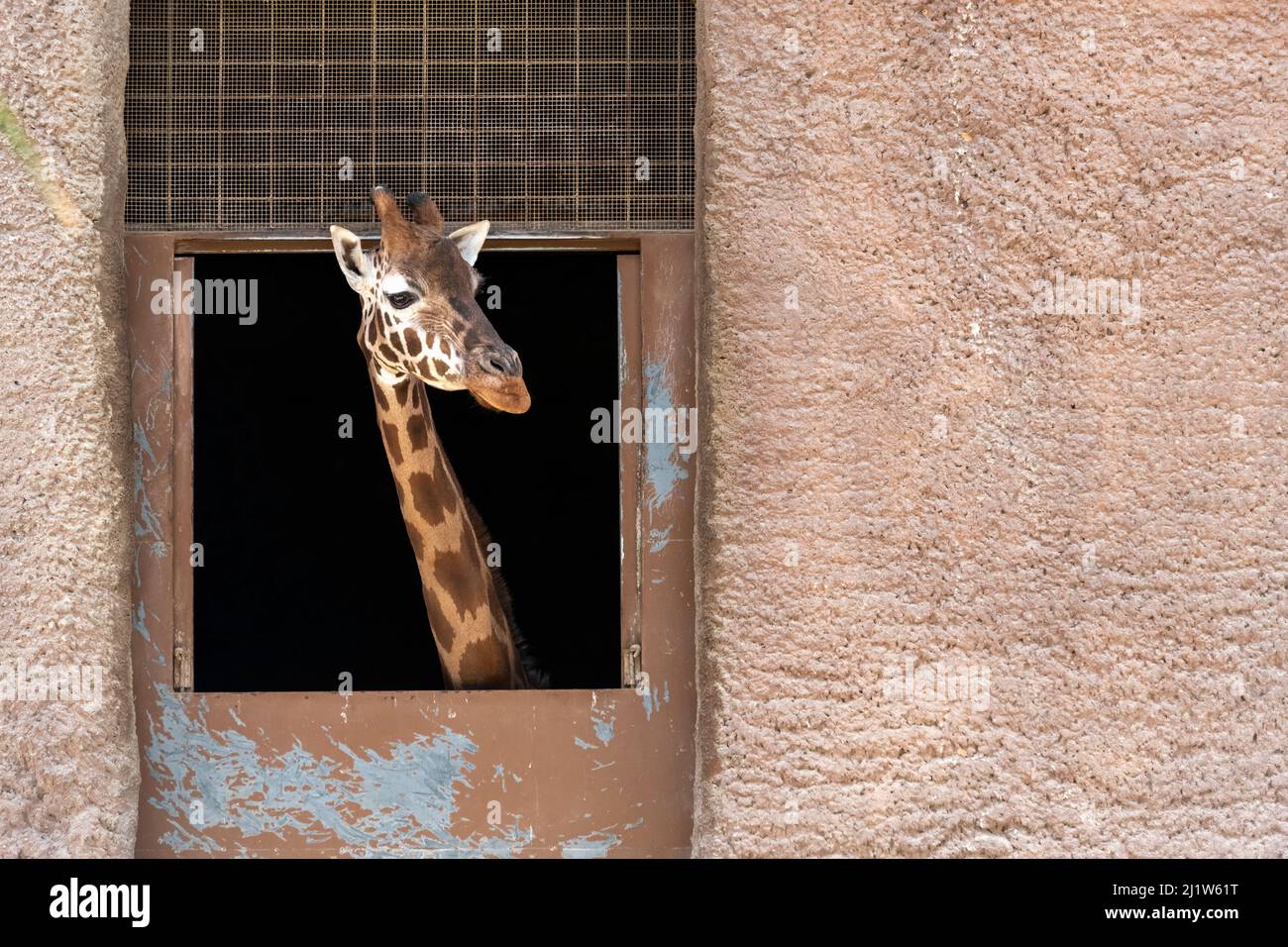 Ritratto di una giraffa (Giraffa camelopardalis) nella sua recinzione guardando fuori attraverso la sua finestra. Captive, zoo di Adelaide, Australia Meridionale, Australia. Ott Foto Stock