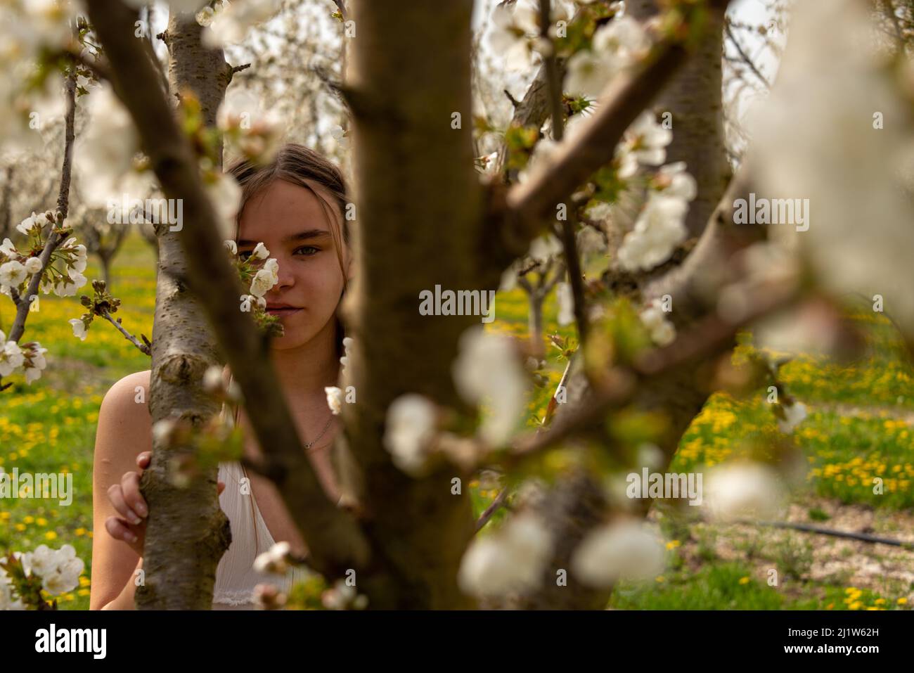 ritratto di una giovane donna in un frutteto ciliegia guardando attraverso rami di albero , immagine romantica primavera . Foto Stock