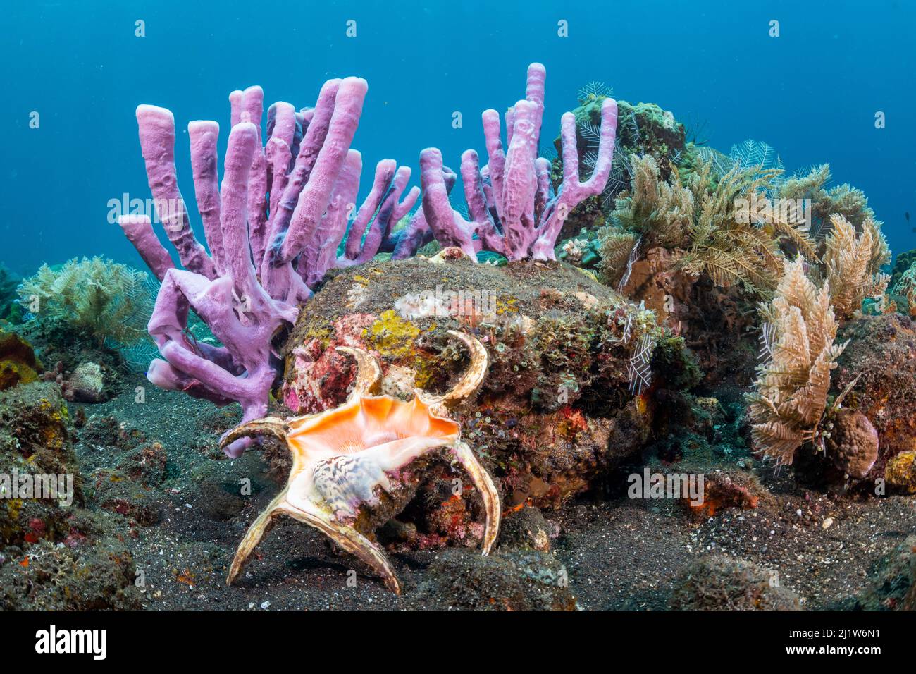 La conchiglia del ragno di Chiragra (Chiragra di Harpago) nella barriera corallina tropicale varia, Tulamben, costa nord, Bali, Indonesia. Isole minori della Sunda. Foto Stock