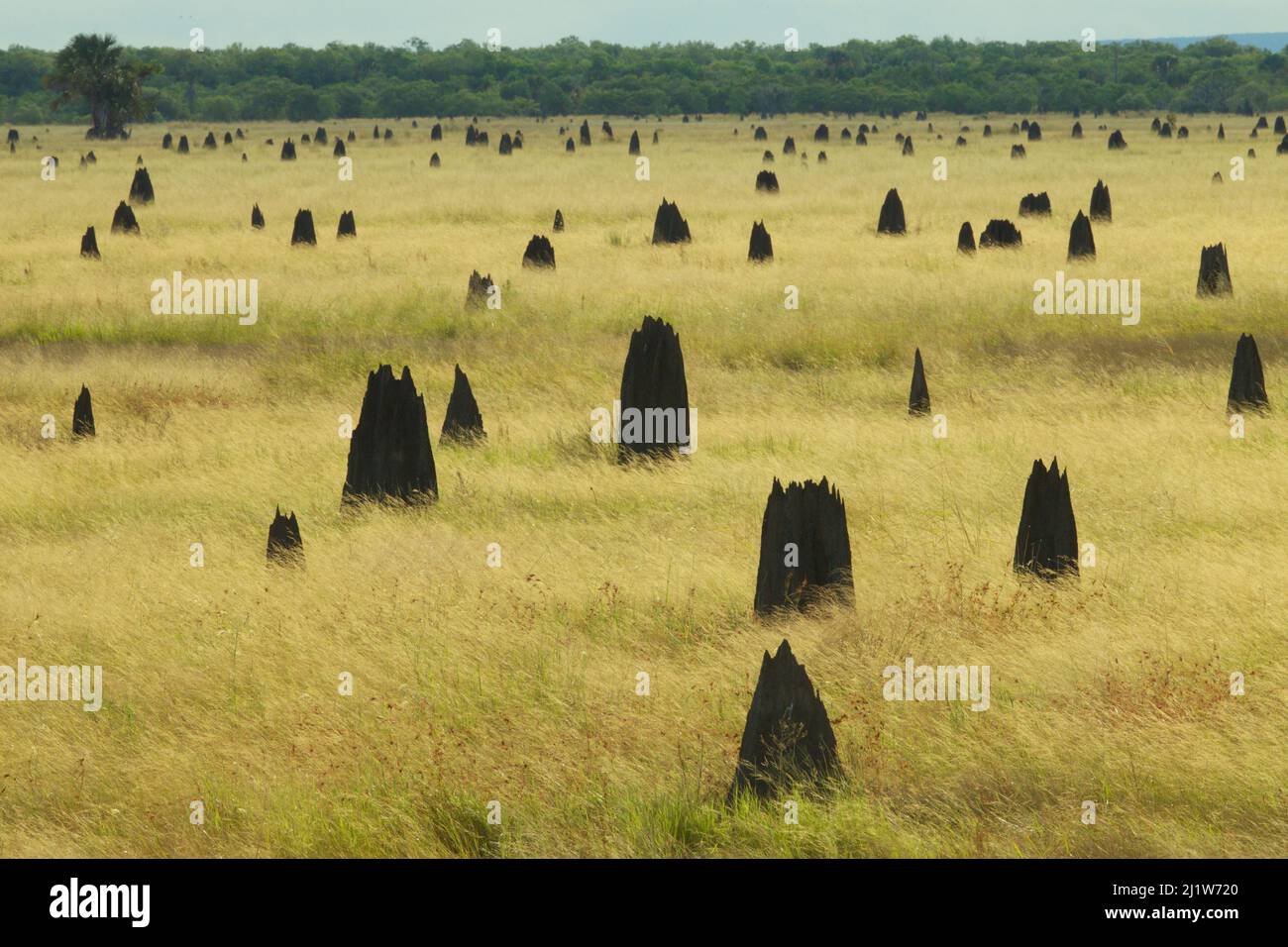 Termite Mounds on the Nifold Plain, Cape York Peninsula, Queensland, Australia. Giugno 2012 Foto Stock