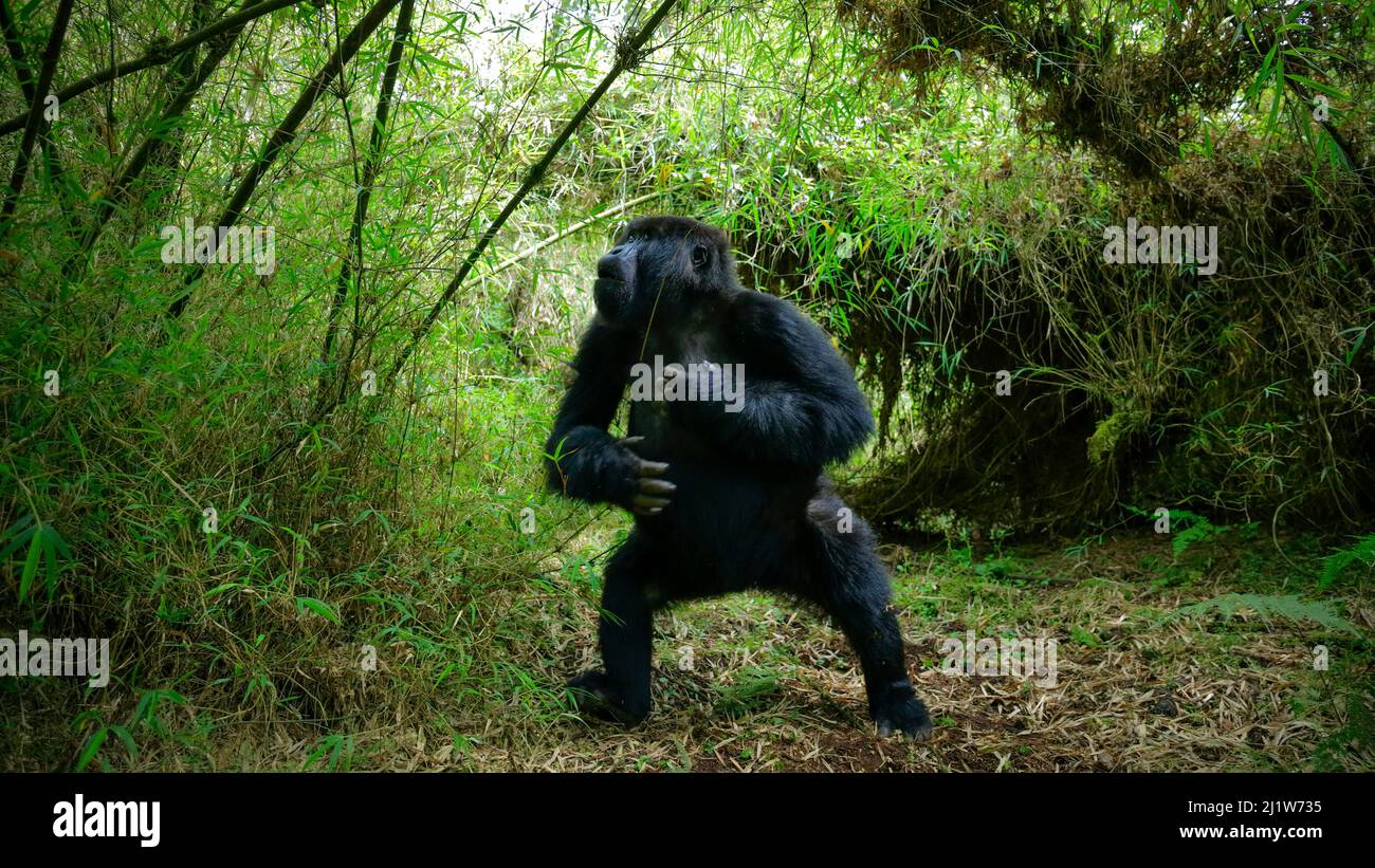Gorilla di montagna (Gorilla berengei), giovane maschio aggressivo da Tito Group, Visoke, Parco Nazionale dei Vulcani, Ruanda, agosto Foto Stock