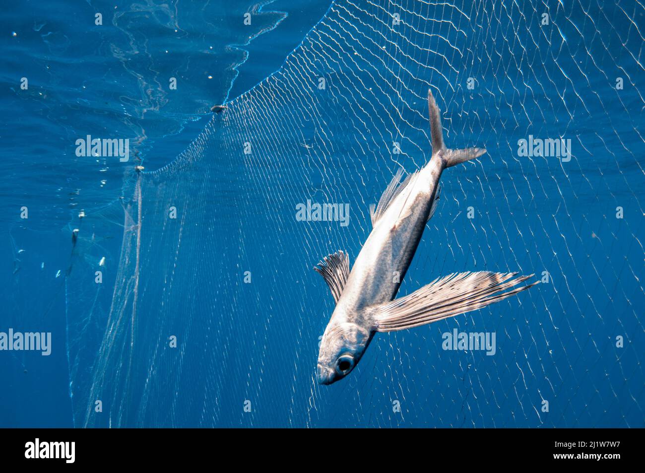 Pesce volante (Exocoetidae) catturato e annegato in una rete di deriva al largo della costa dello Sri Lanka. Foto Stock