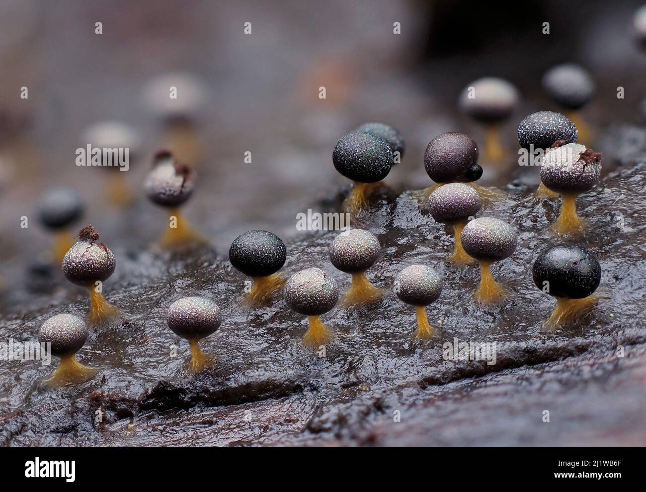Muffa di lime (Physarum psittacinum), in fase riproduttiva matura. Primo piano di corpi fruttanti eruttanti (sporangia), che portano migliaia di spore. Bucki Foto Stock