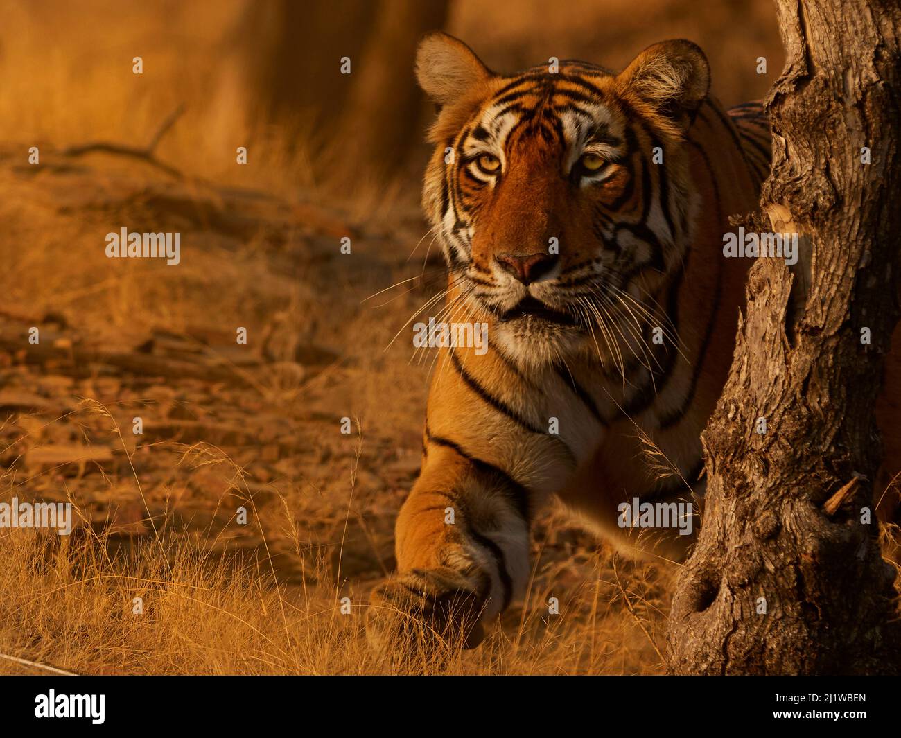 Tigre di Bengala (Panthera tigris) tigre 'Arrowhead 'stalking, Ranthambhore, India Foto Stock