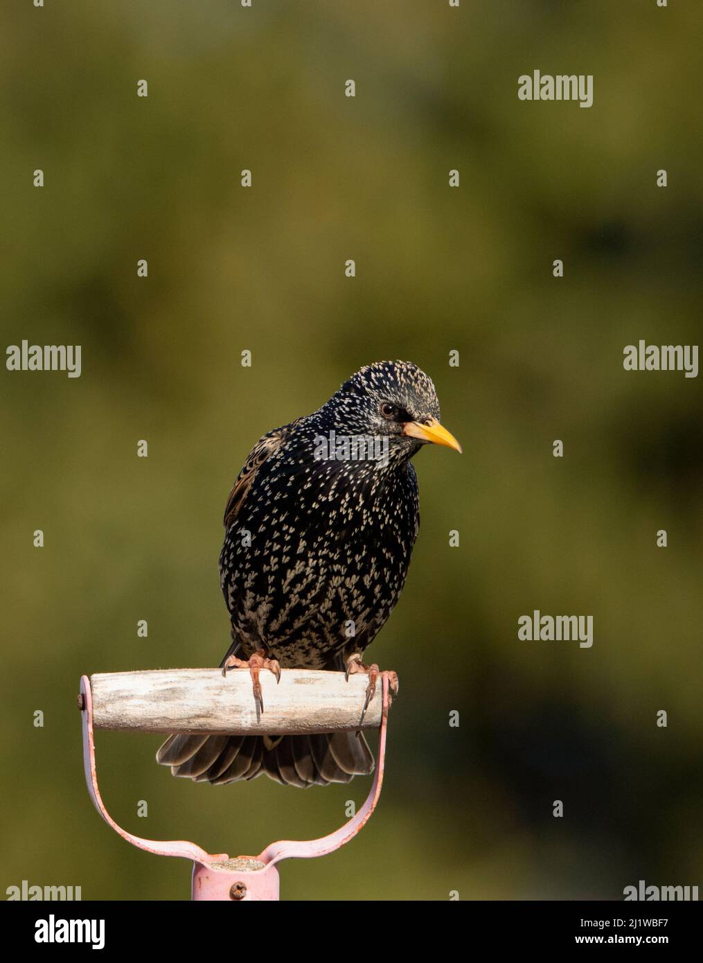 Starling su un manico di spade, in a British Garden, marzo 2022 Foto Stock